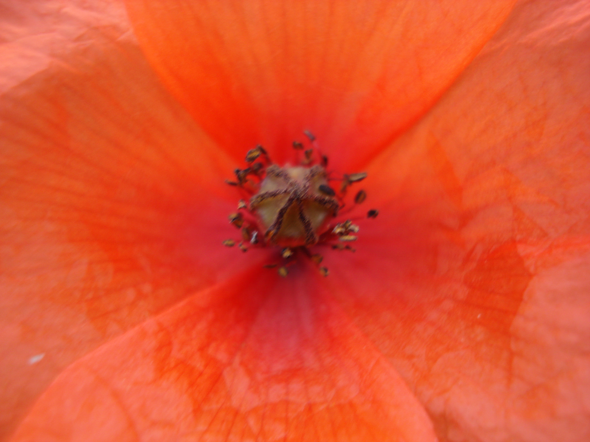 Sony DSC-W70 sample photo. Παπαρούνα (papaver argemone) photography