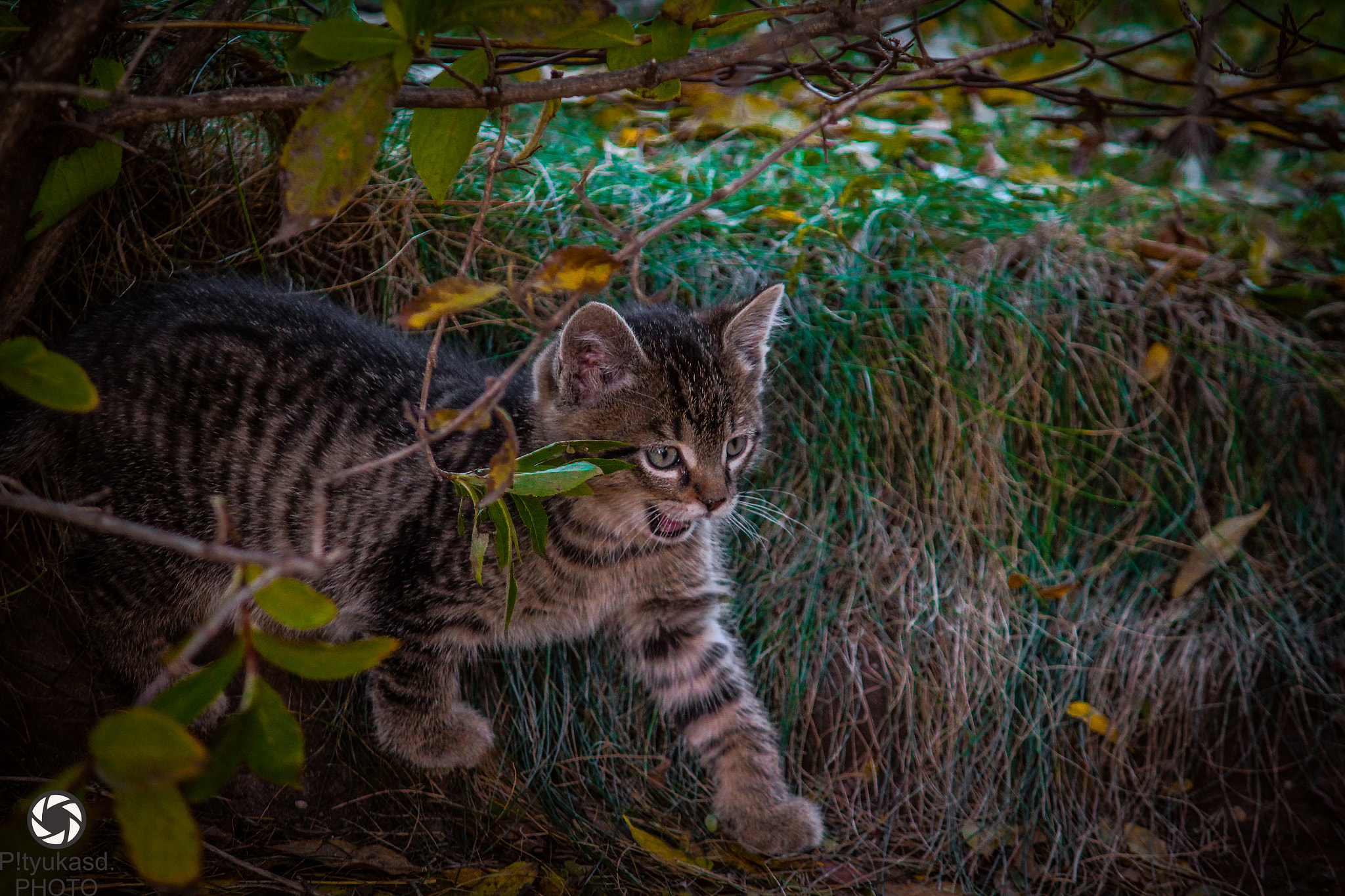 Canon EF-S 55-250mm F4-5.6 IS sample photo. Predator (: photography