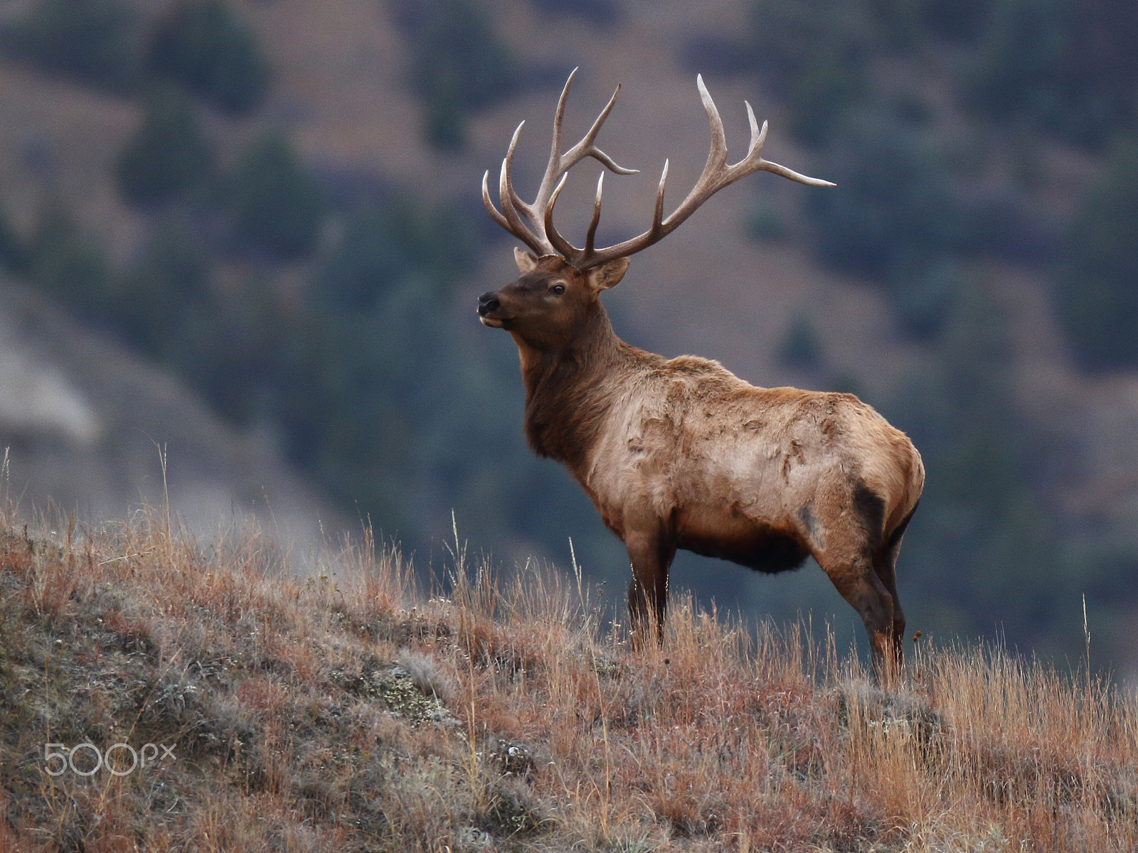 Canon EOS 7D + Canon EF 600mm f/4L IS sample photo. Bull elk photography