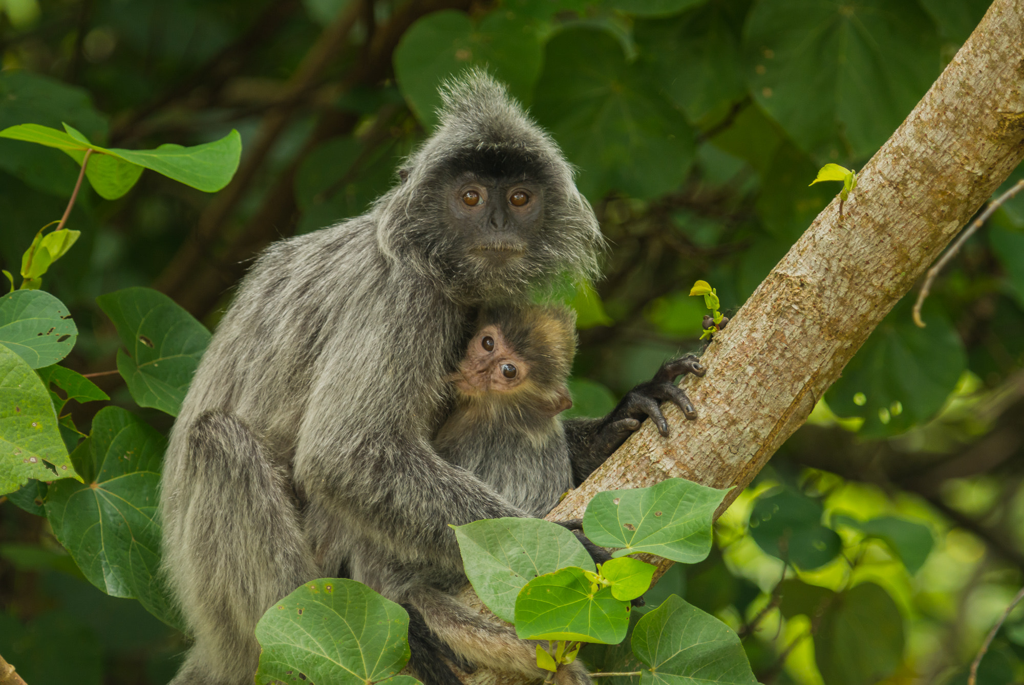 Nikon AF-S Nikkor 70-200mm F2.8G ED VR II sample photo. Feeding time photography