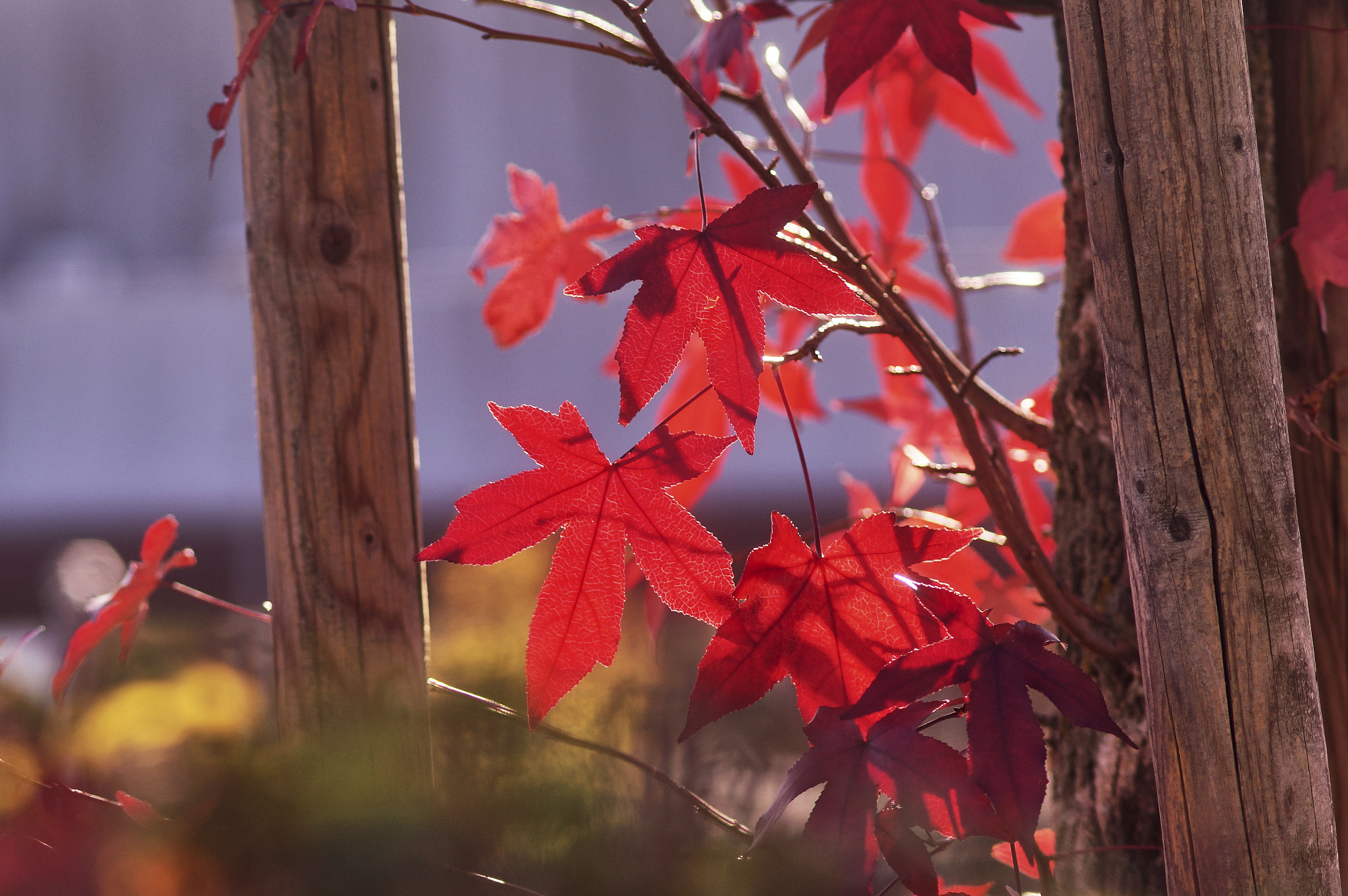 Sony SLT-A57 sample photo. Rotes herbstfeuer photography