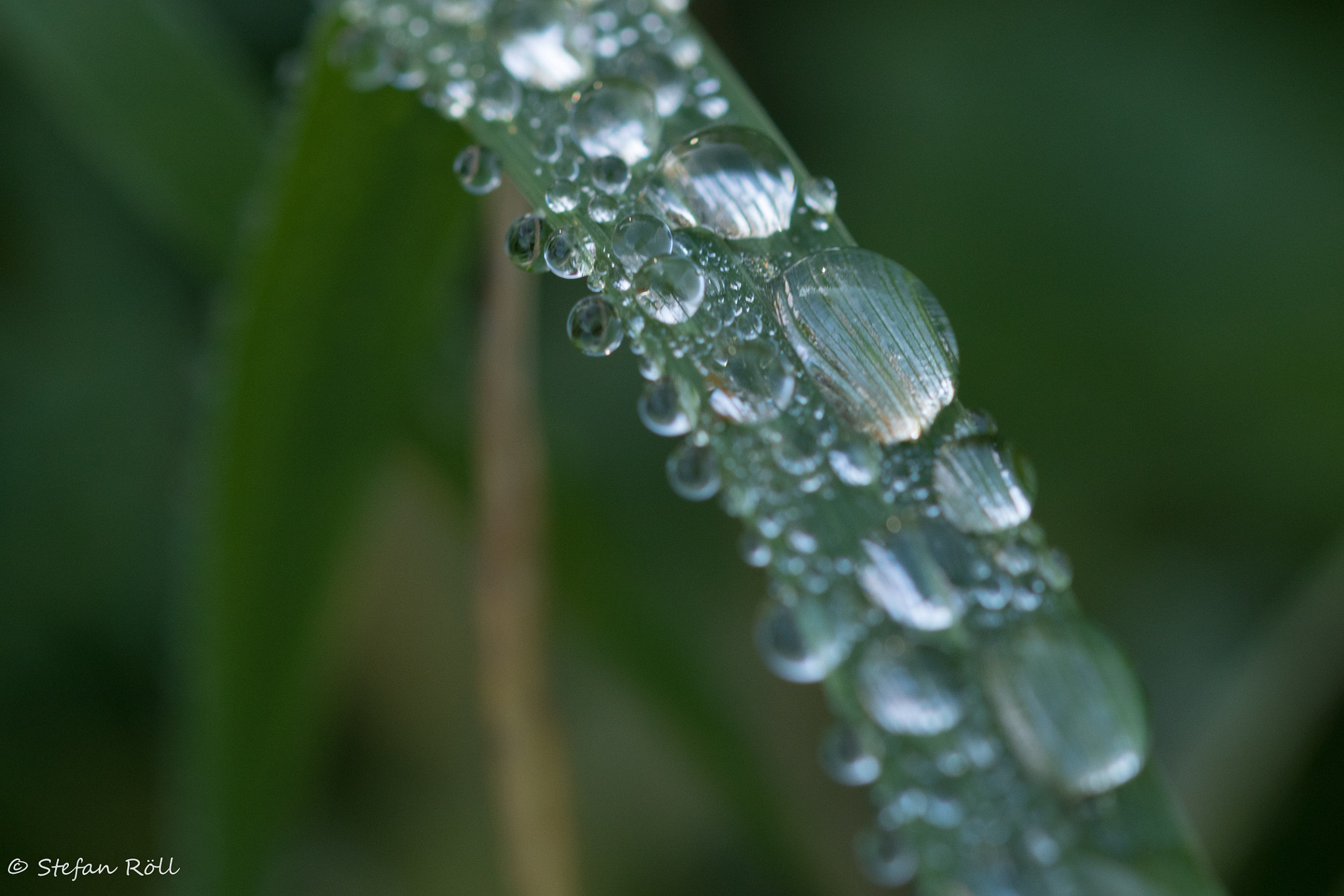 Sigma 105mm F2.8 EX DG OS HSM sample photo. Autumn walk photography