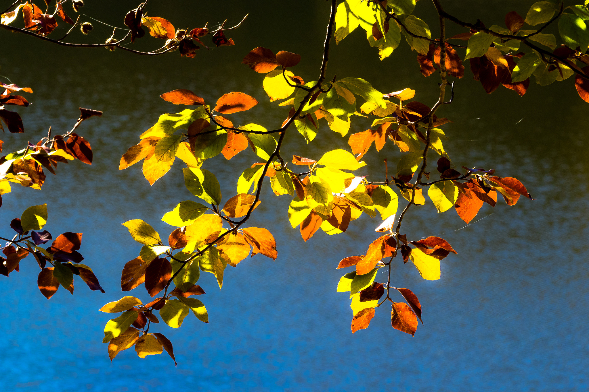 Canon EF 75-300mm F4.0-5.6 IS USM sample photo. Tardor al montseny photography