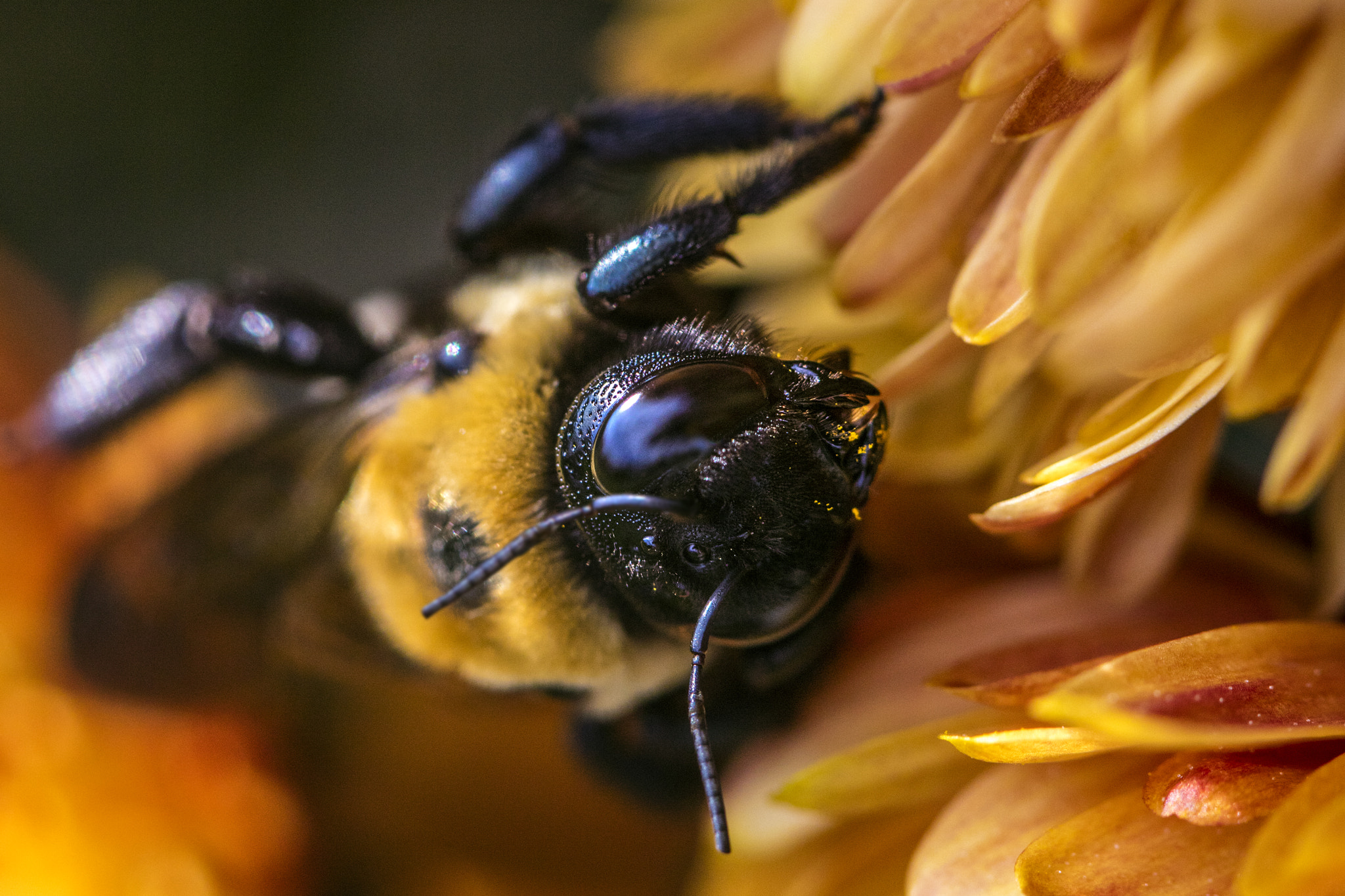 Canon EF 100mm F2.8 Macro USM sample photo. The search for pollen photography