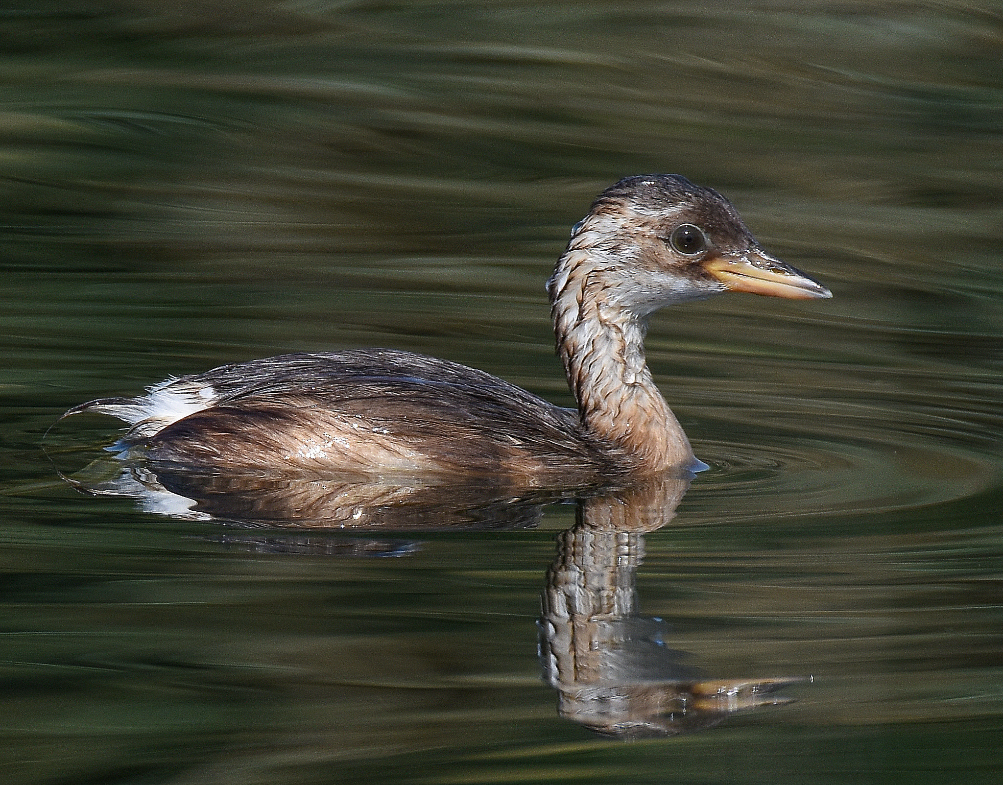 Sigma 150-600mm F5-6.3 DG OS HSM | S sample photo. Little gribe  photography