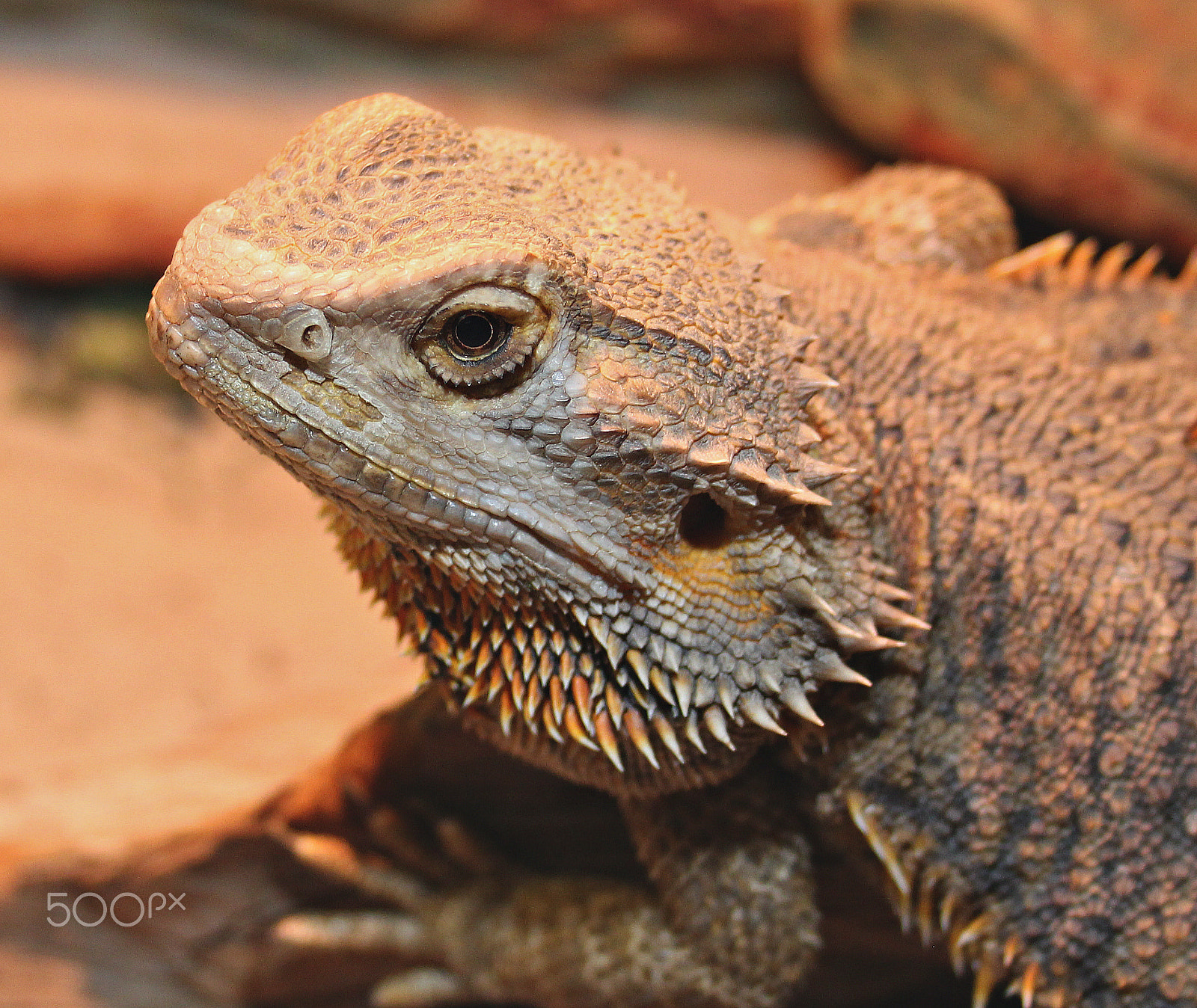 Canon EF-S 18-55mm F3.5-5.6 II sample photo. Bearded dragon photography