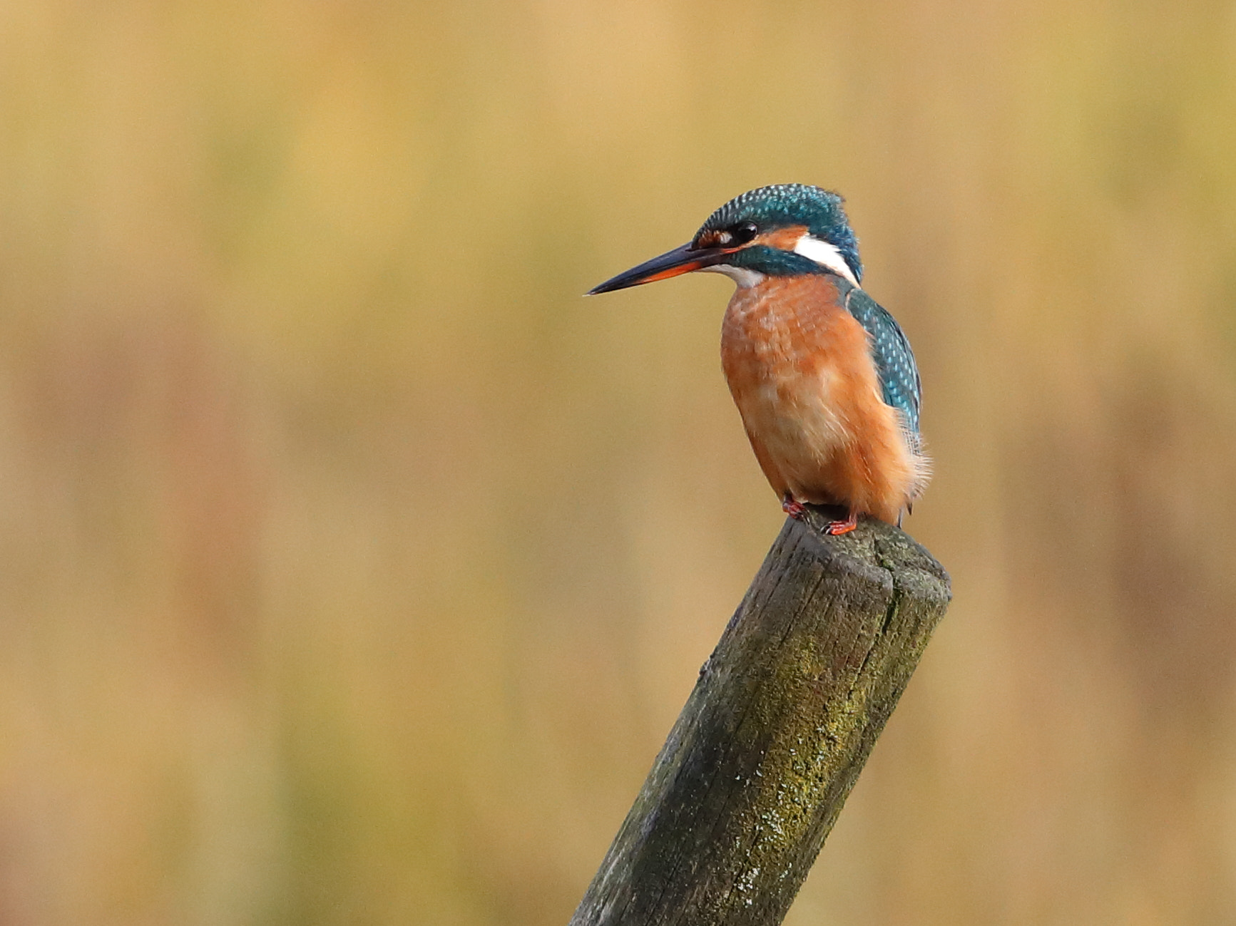 Canon EF 500mm F4L IS II USM sample photo. Kingfisher photography