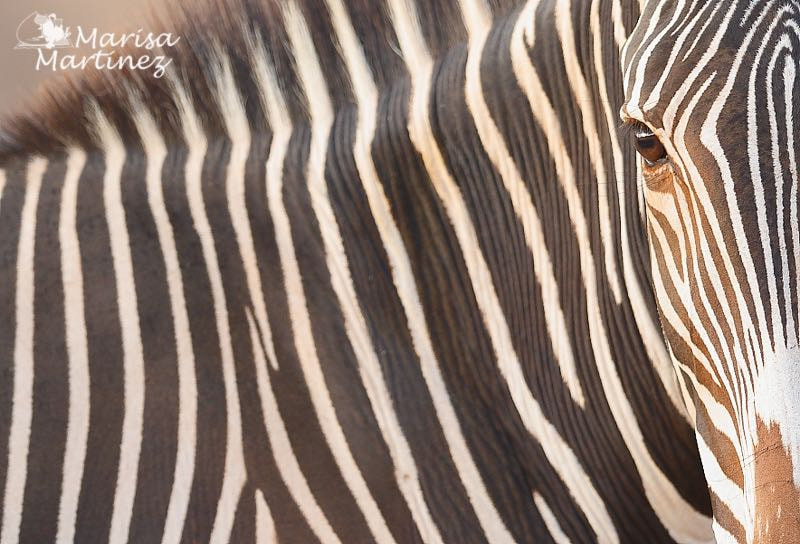 Canon EF 300mm F2.8L IS II USM sample photo. Cebra de grevyi (equus grevyi) samburu n.p. photography
