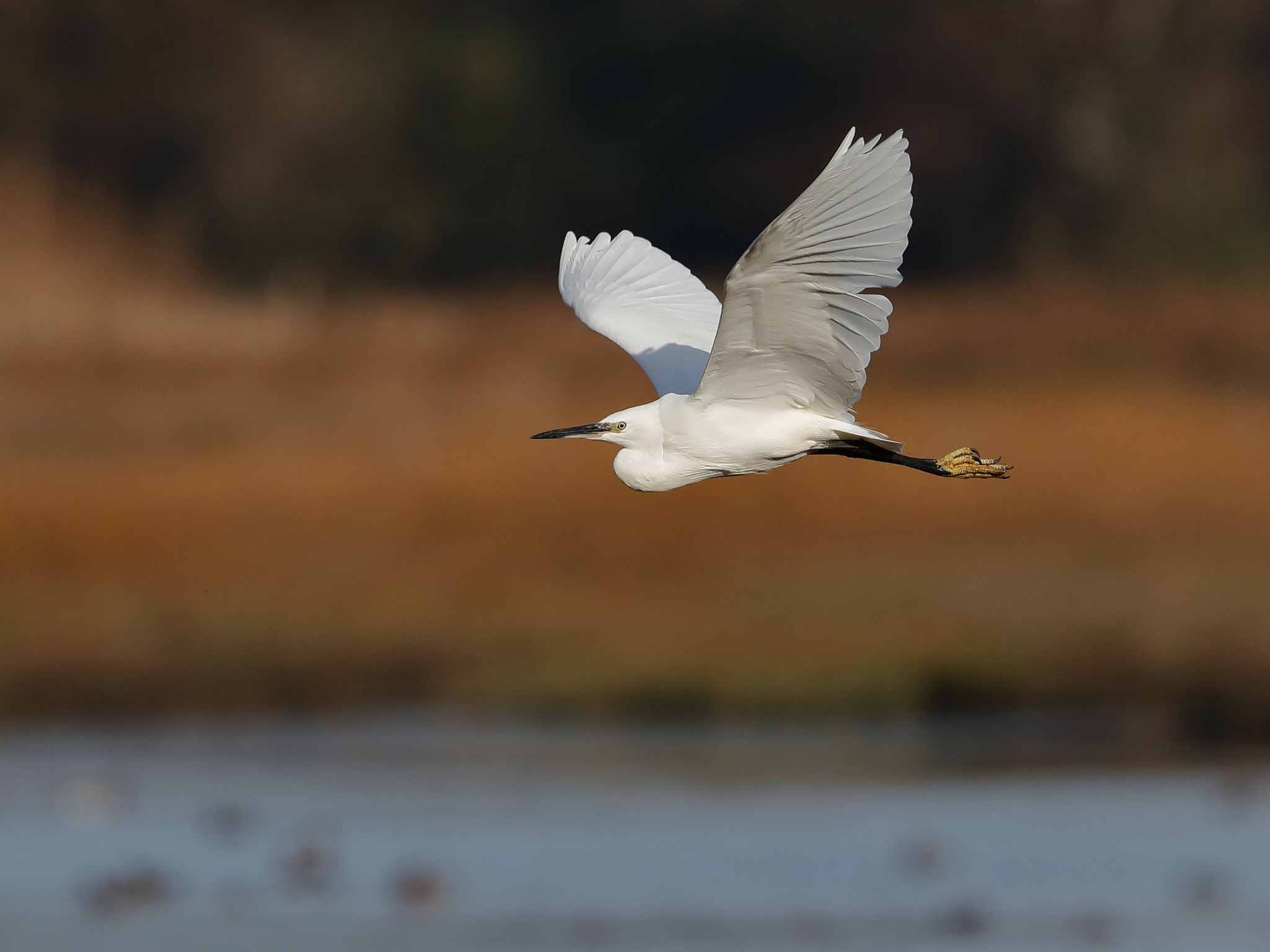 Canon EF 500mm F4L IS II USM sample photo. Little egret photography