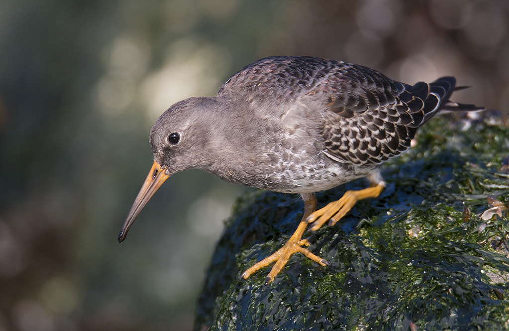 150-600mm F5-6.3 DG OS HSM | Sports 014 sample photo. Paarse strandloper / purple sandpiper photography
