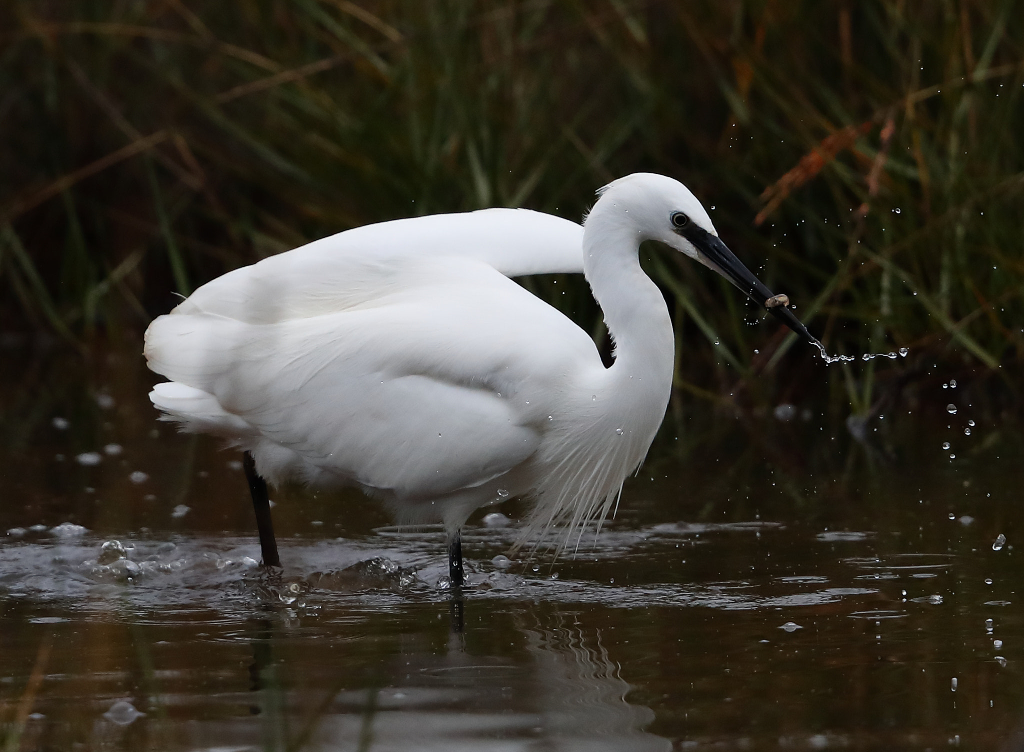 Canon EF 500mm F4L IS II USM sample photo. Little egret photography