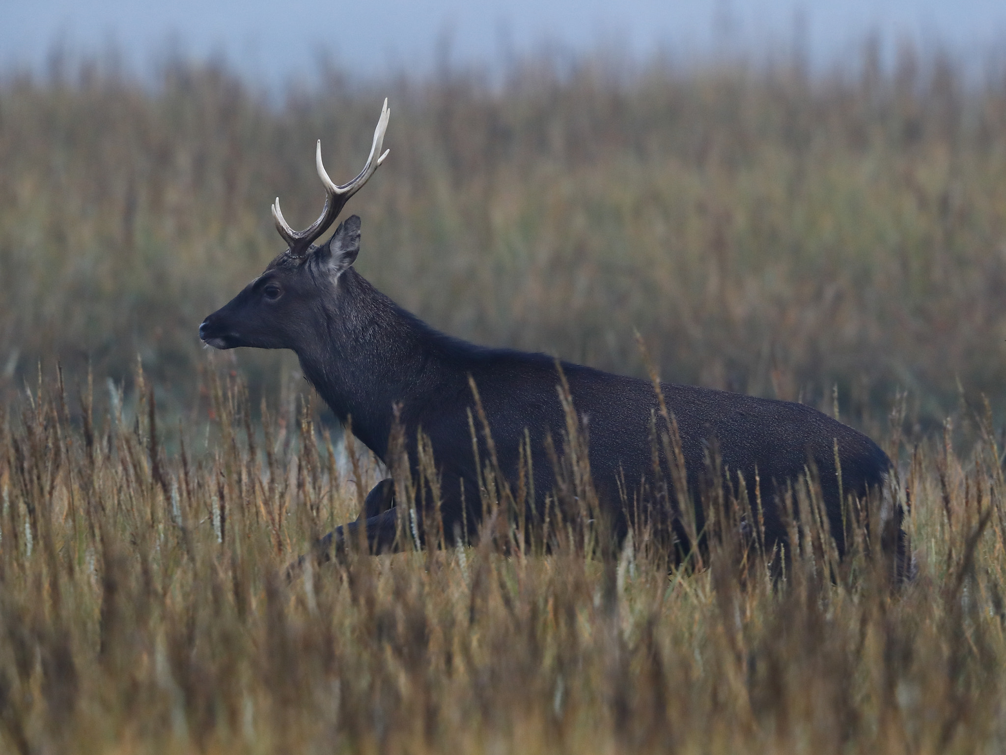 Canon EF 500mm F4L IS II USM sample photo. Sika stag photography