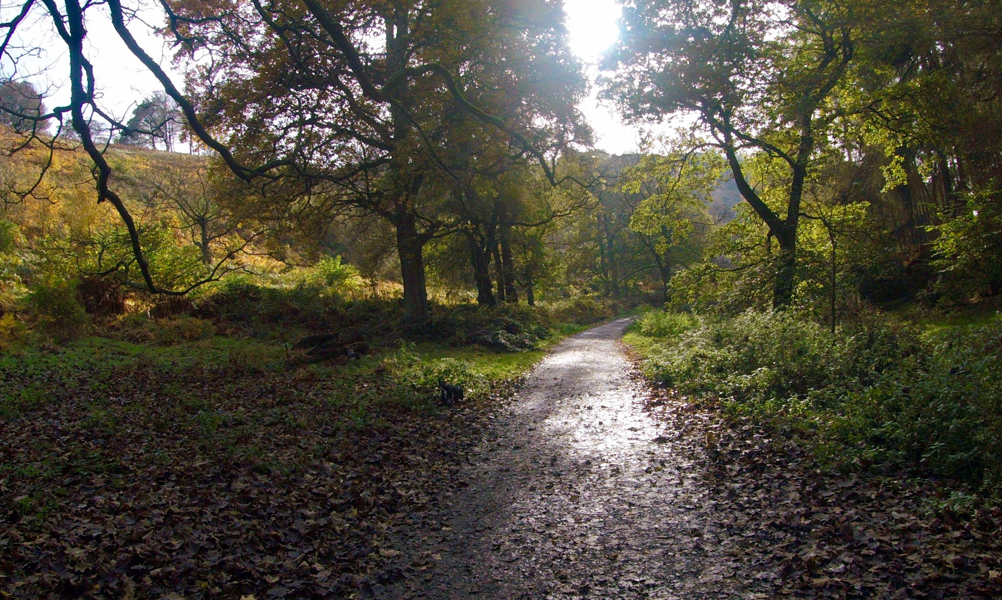 GoPro HERO5 Session sample photo. Walk in the park 2 photography