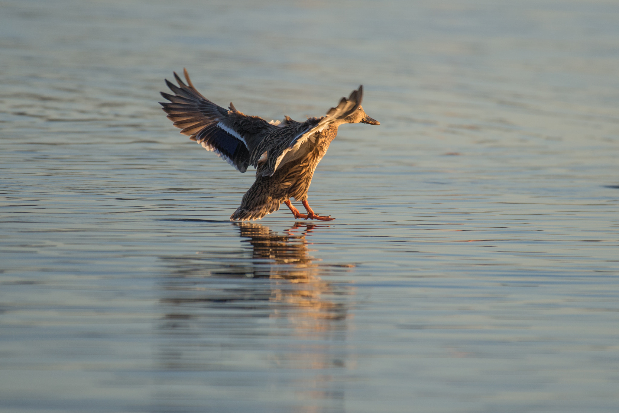 Nikon AF-S Nikkor 200-500mm F5.6E ED VR sample photo. Landing photography