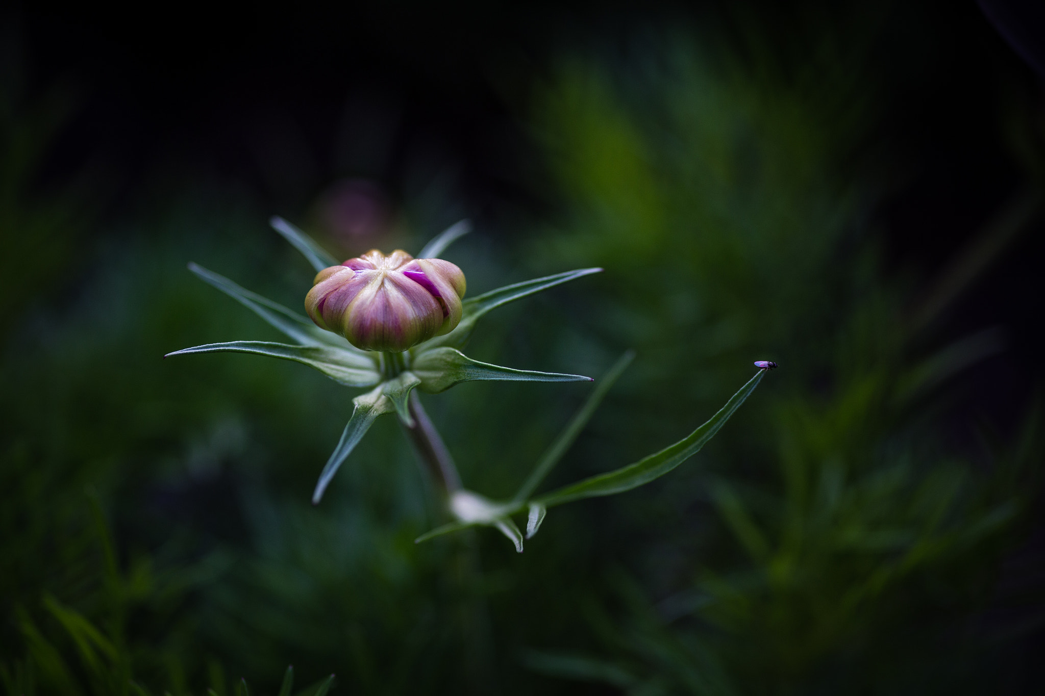 Canon EOS 6D + Sigma 105mm F2.8 EX DG Macro sample photo. Little fly photography