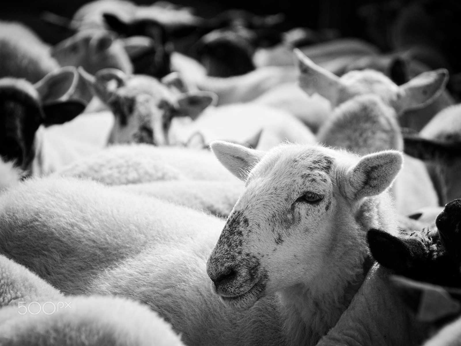 Canon EF-S 18-200mm F3.5-5.6 IS sample photo. Sheeps photography