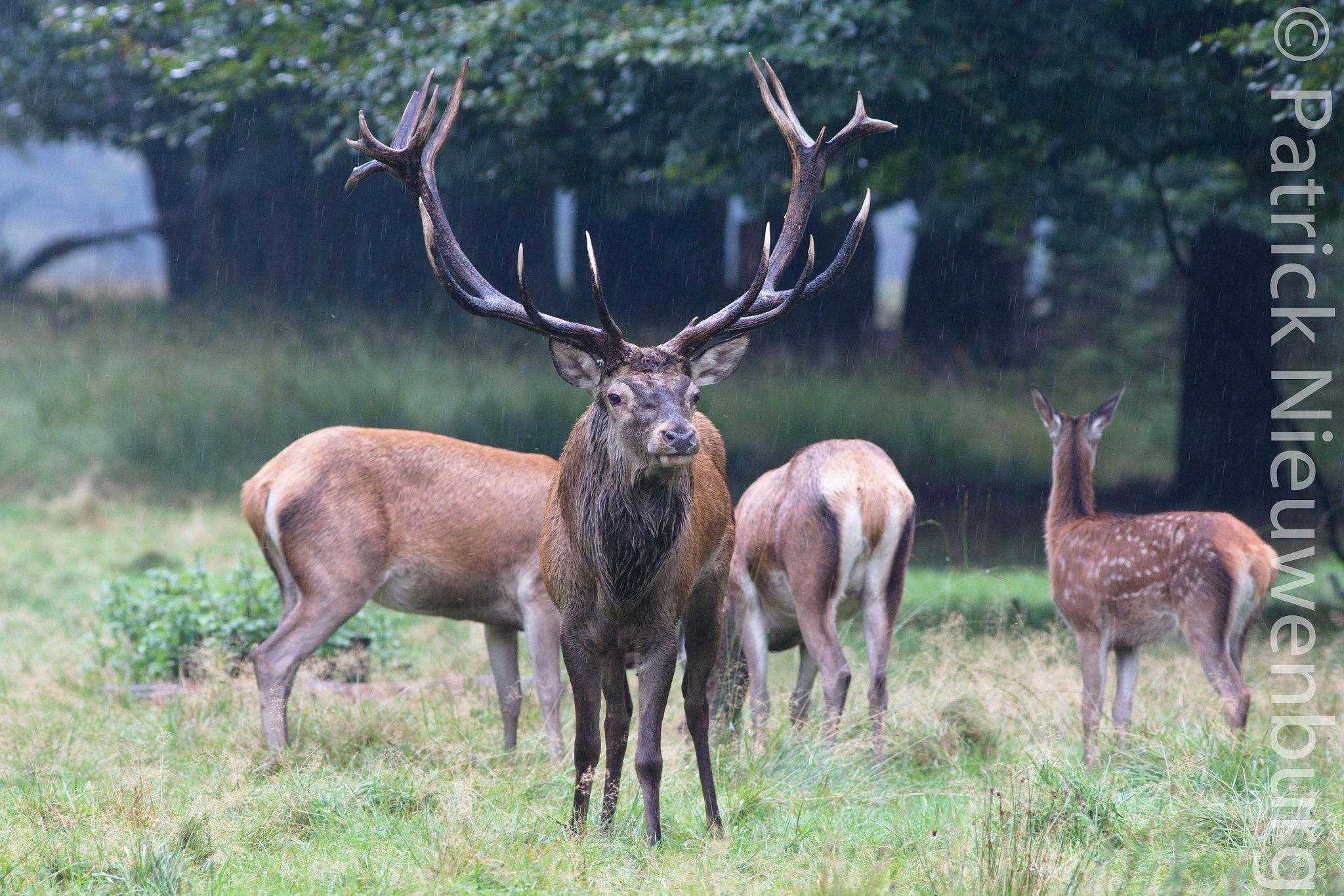 Canon EF 300mm f/4L sample photo. Red deer photography