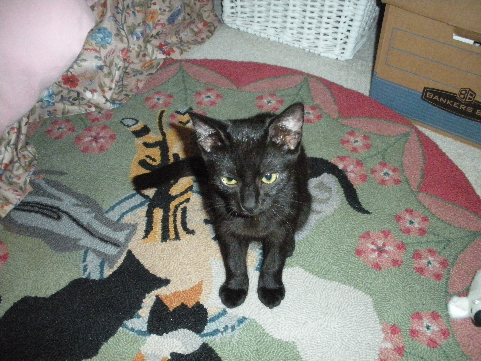 Nikon Coolpix S560 sample photo. Black cats are good luck! happy halloween. photography