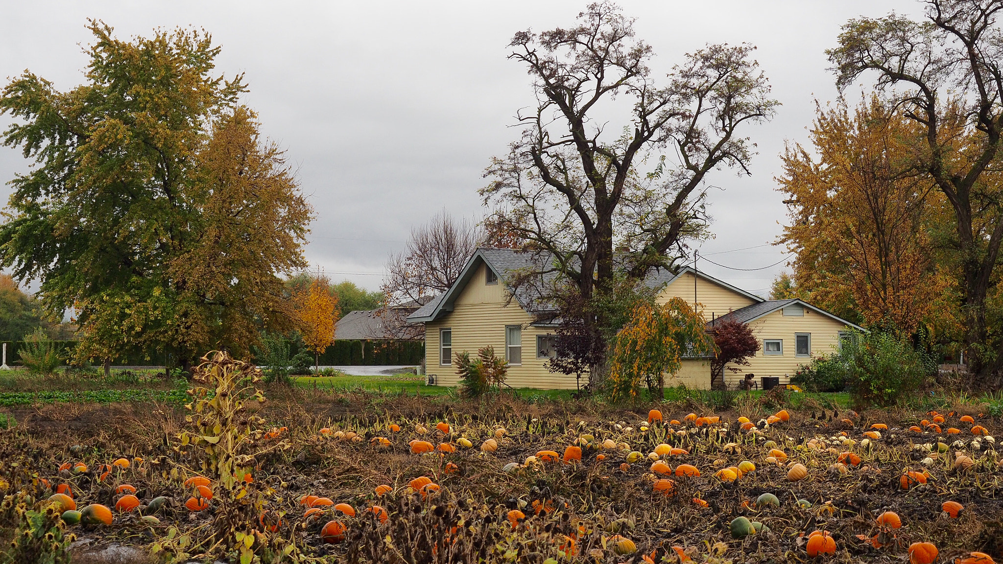 Olympus OM-D E-M5 II + Olympus M.Zuiko Digital ED 12-40mm F2.8 Pro sample photo. Pumpkin field photography