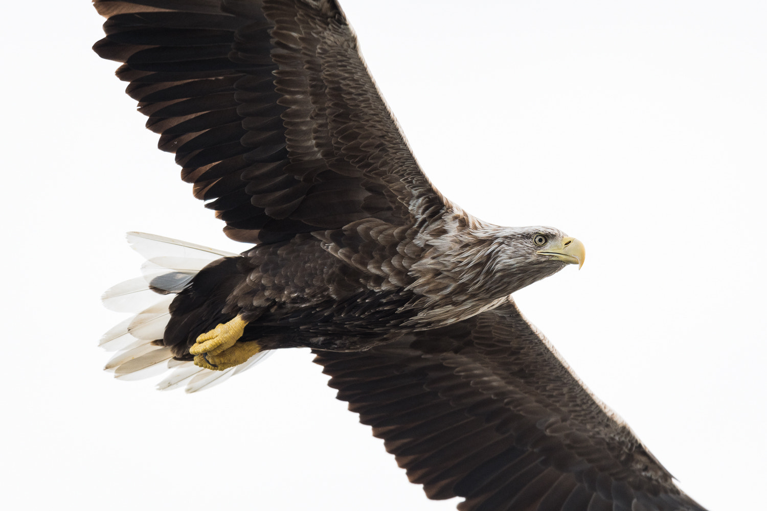 Nikon AF-S Nikkor 500mm F4E FL ED VR sample photo. Trop proche photography