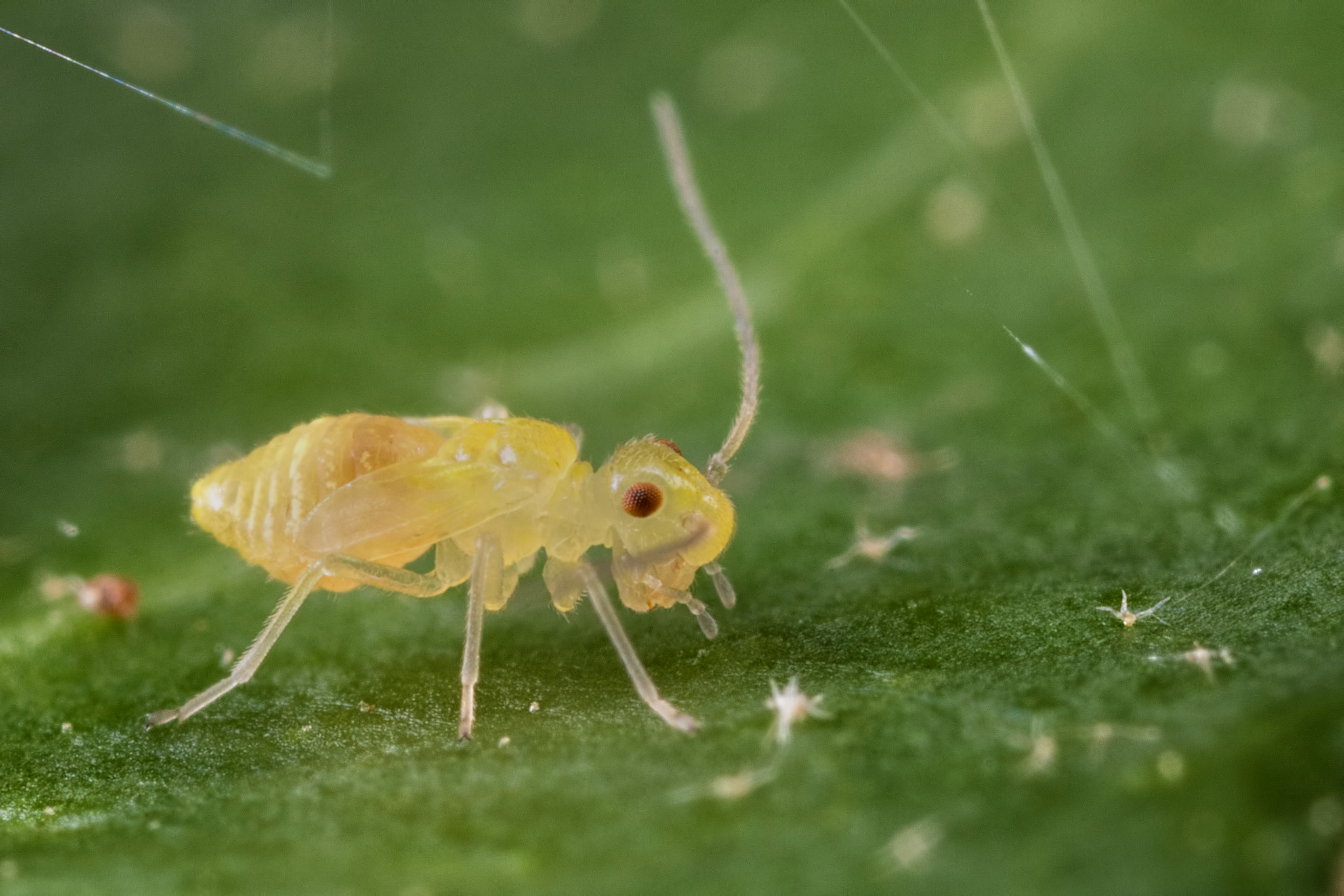 Canon EOS 760D (EOS Rebel T6s / EOS 8000D) + Canon MP-E 65mm F2.5 1-5x Macro Photo sample photo. Barkfly nymph photography