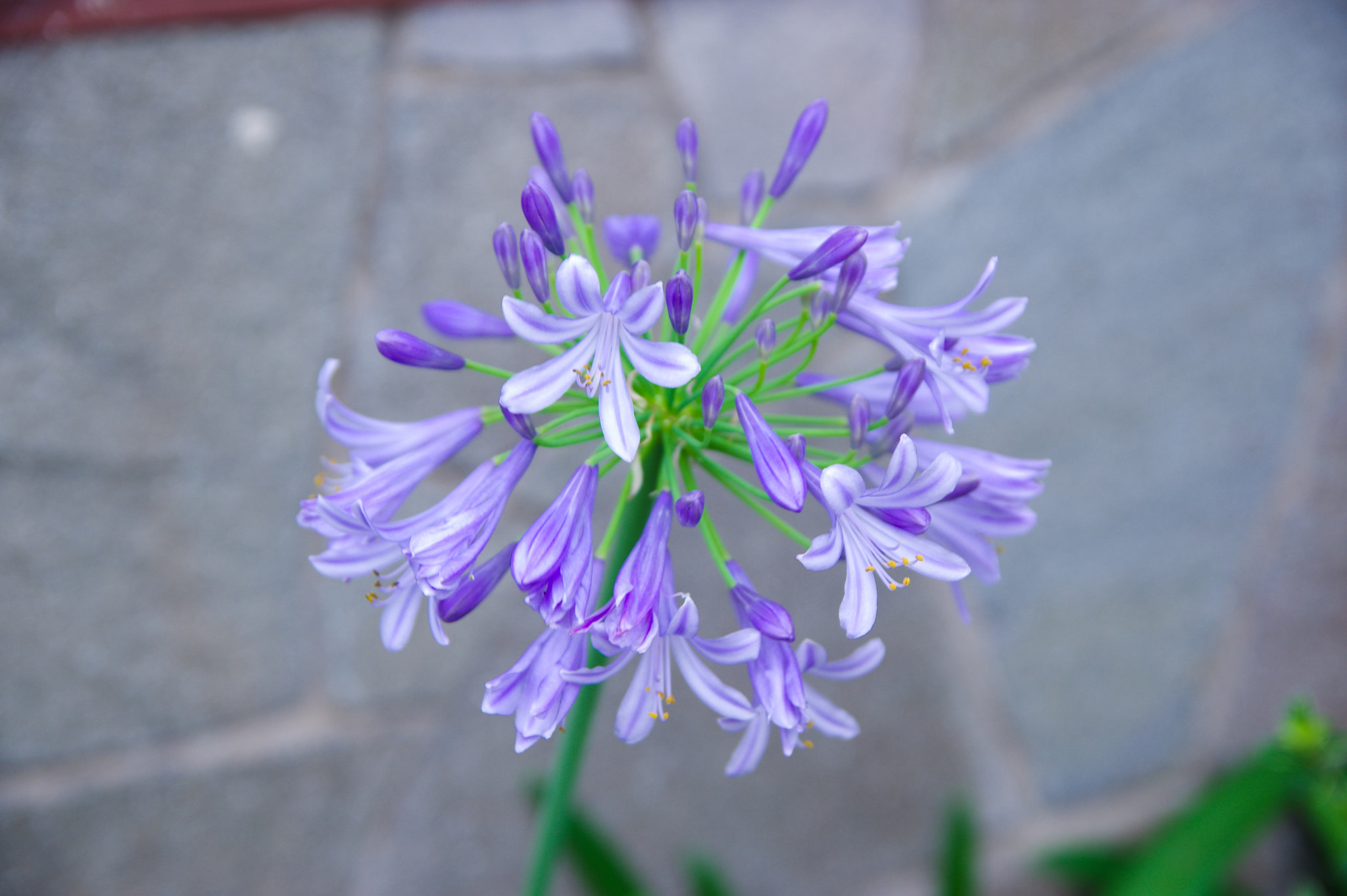 Sigma 17-50mm F2.8 EX DC HSM sample photo
