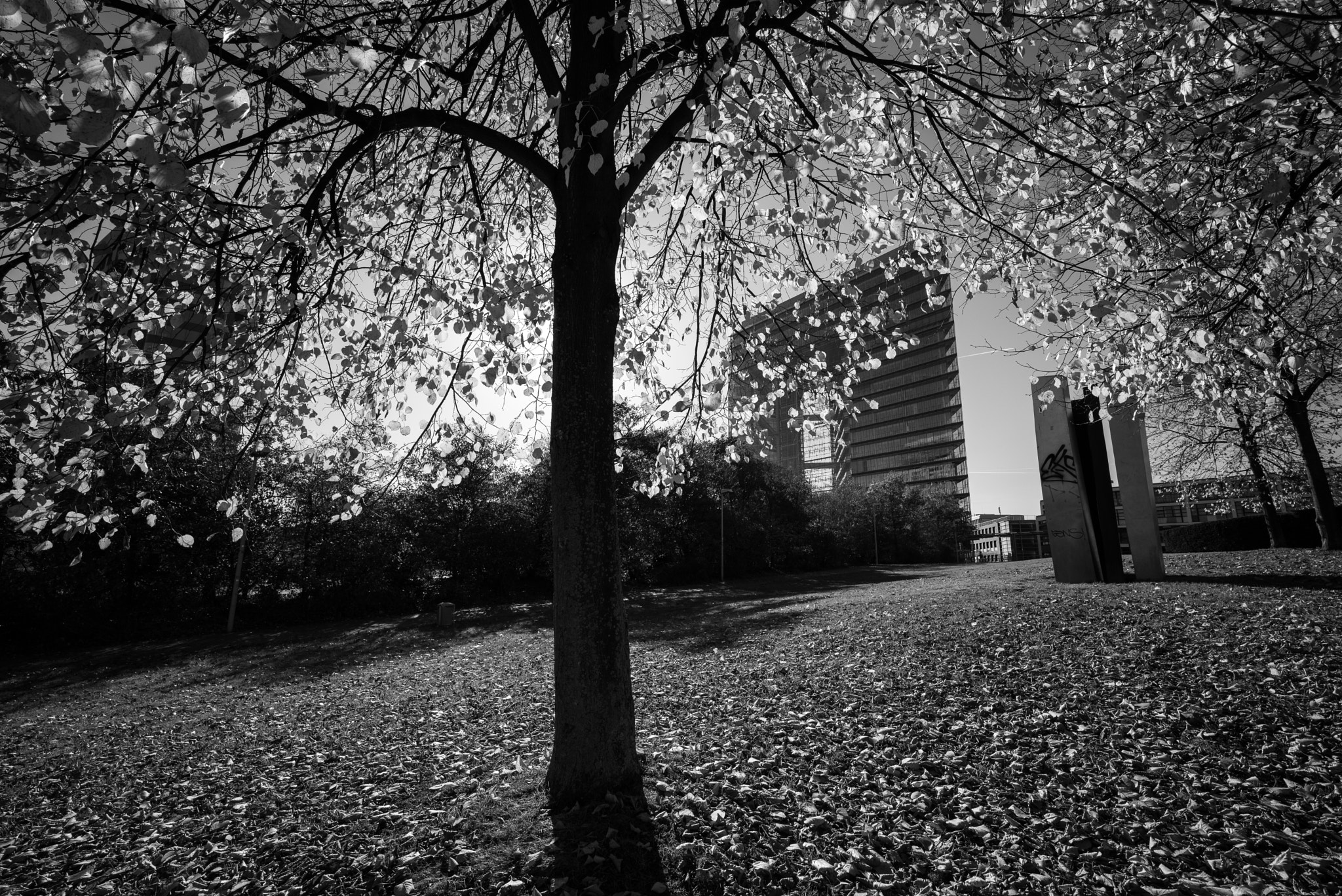 Elmarit-M 1:2.8/21 sample photo. Park photography