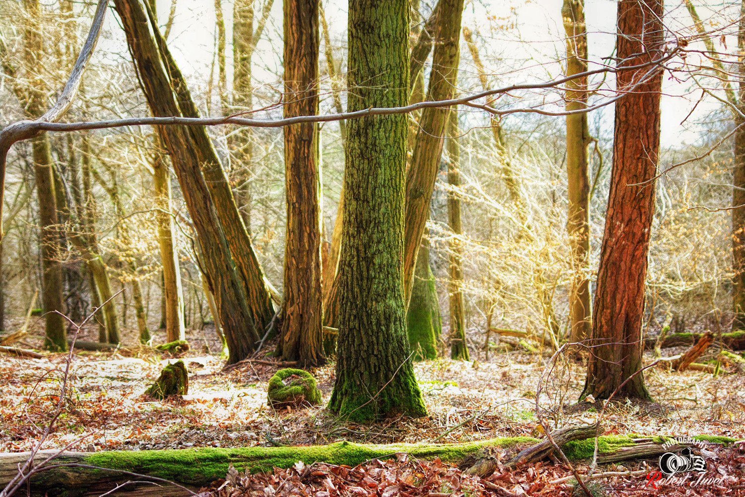 Pentax smc DA 55-300mm F4.0-5.8 ED sample photo. Im wald photography