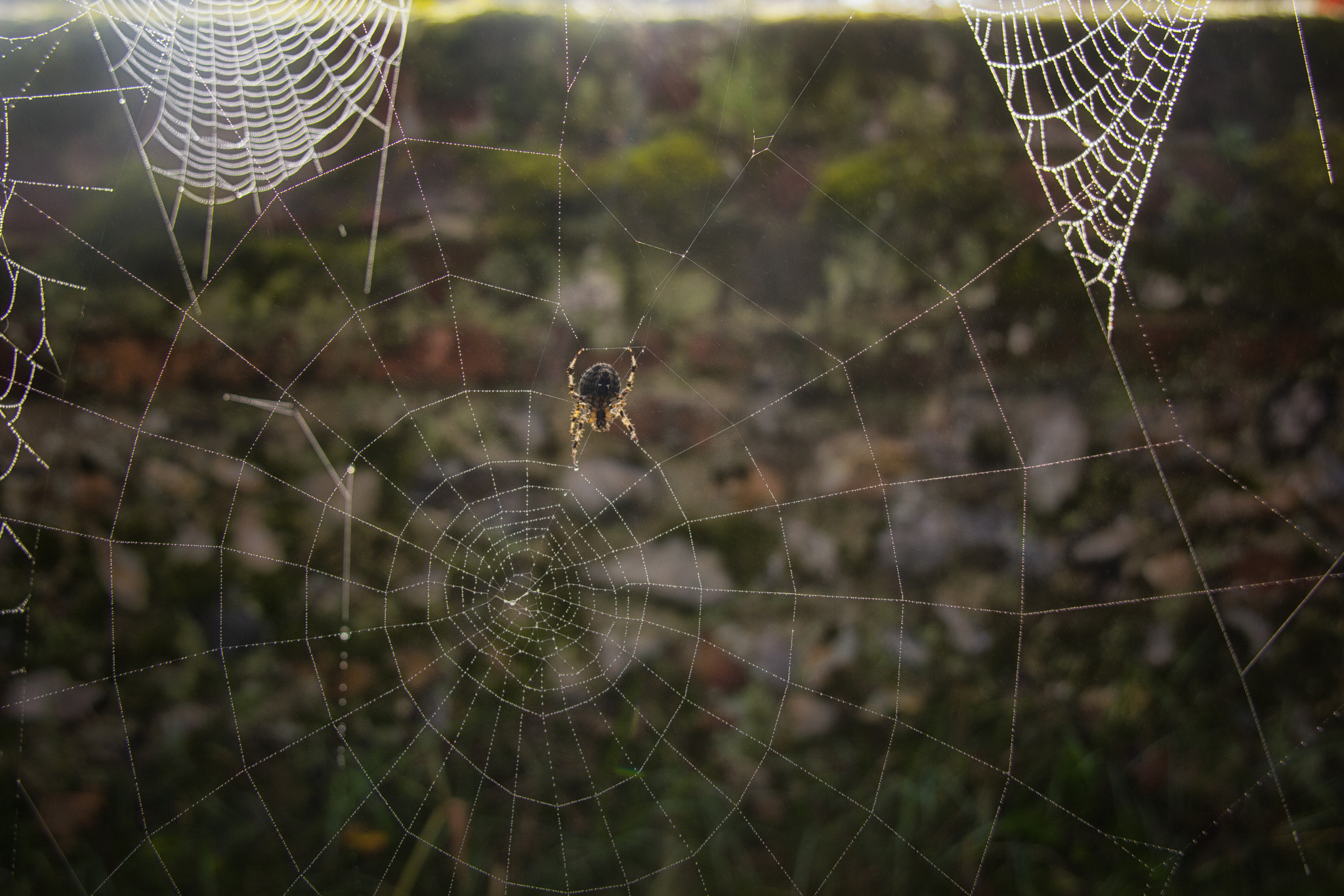 Sigma 18-200mm f/3.5-6.3 DC OS sample photo. Spiderweb in morning dew photography