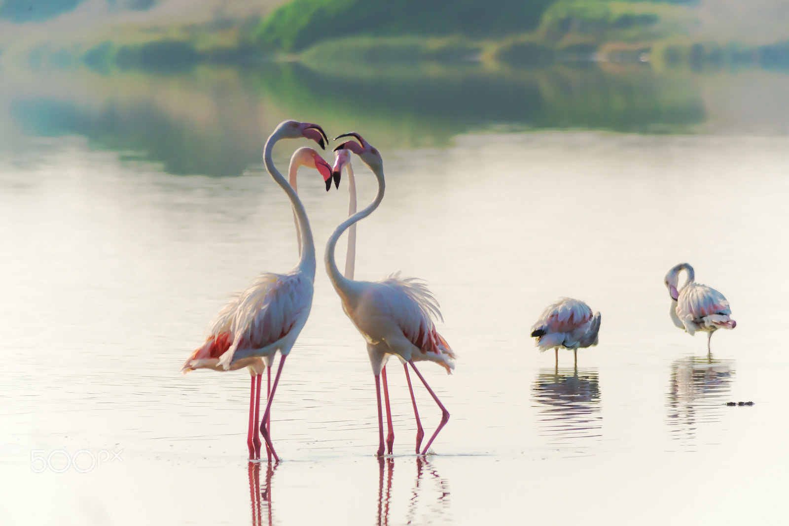 Sigma 150-500mm F5-6.3 DG OS HSM sample photo. Elegance photography