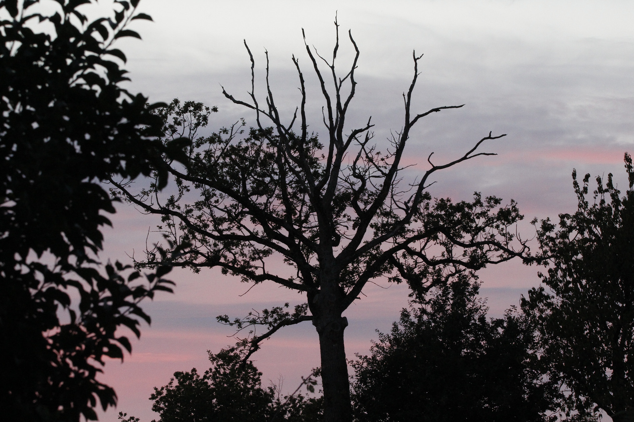 Sigma 150-600mm F5-6.3 DG OS HSM | C sample photo. Arbre à la nuit tombante photography