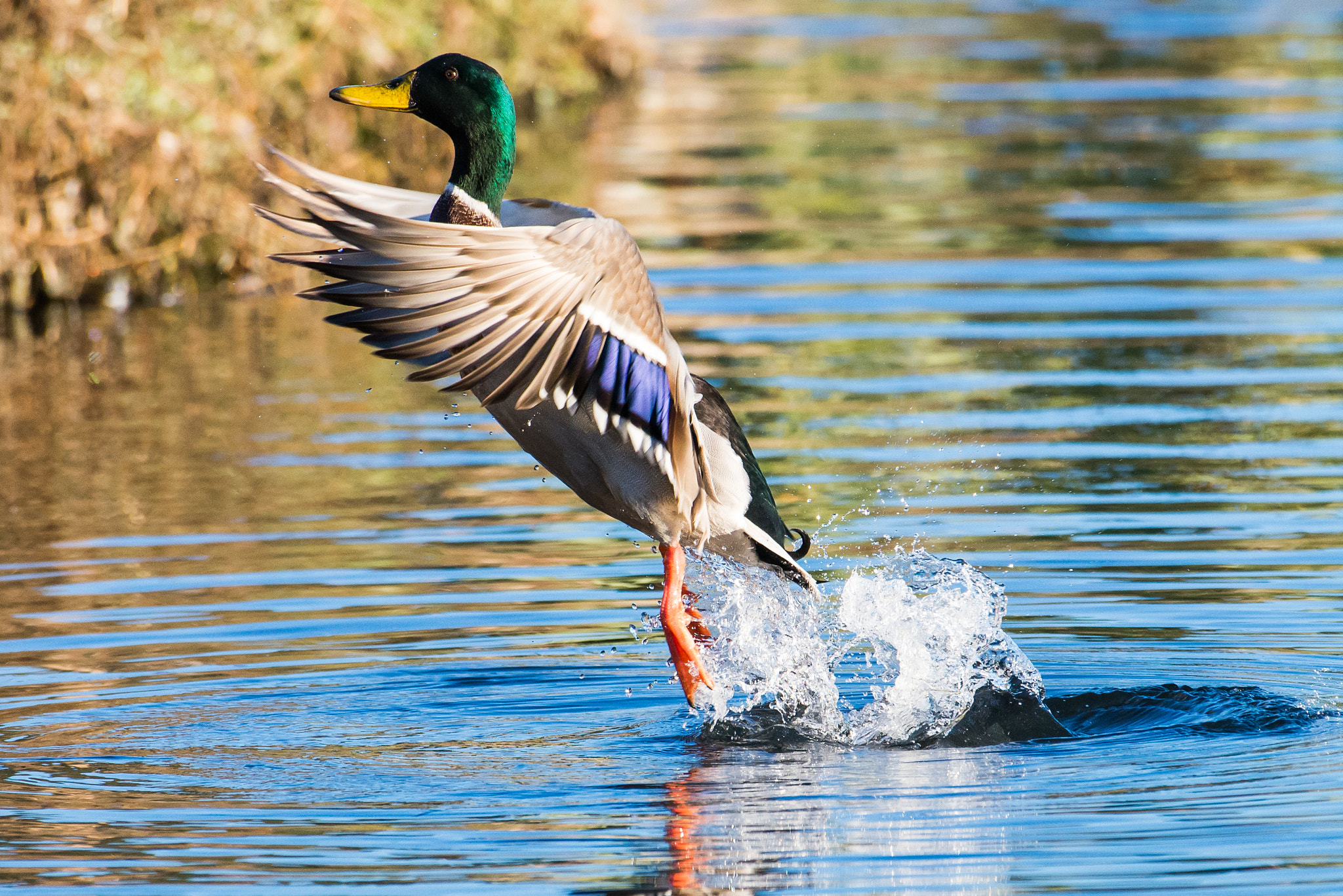 Nikon AF-S Nikkor 200-500mm F5.6E ED VR sample photo. Jump photography