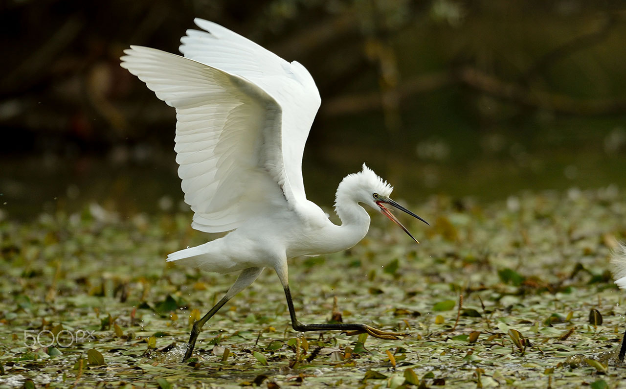 Nikon D800 + Nikon AF-S Nikkor 500mm F4G ED VR sample photo. An angry egret photography