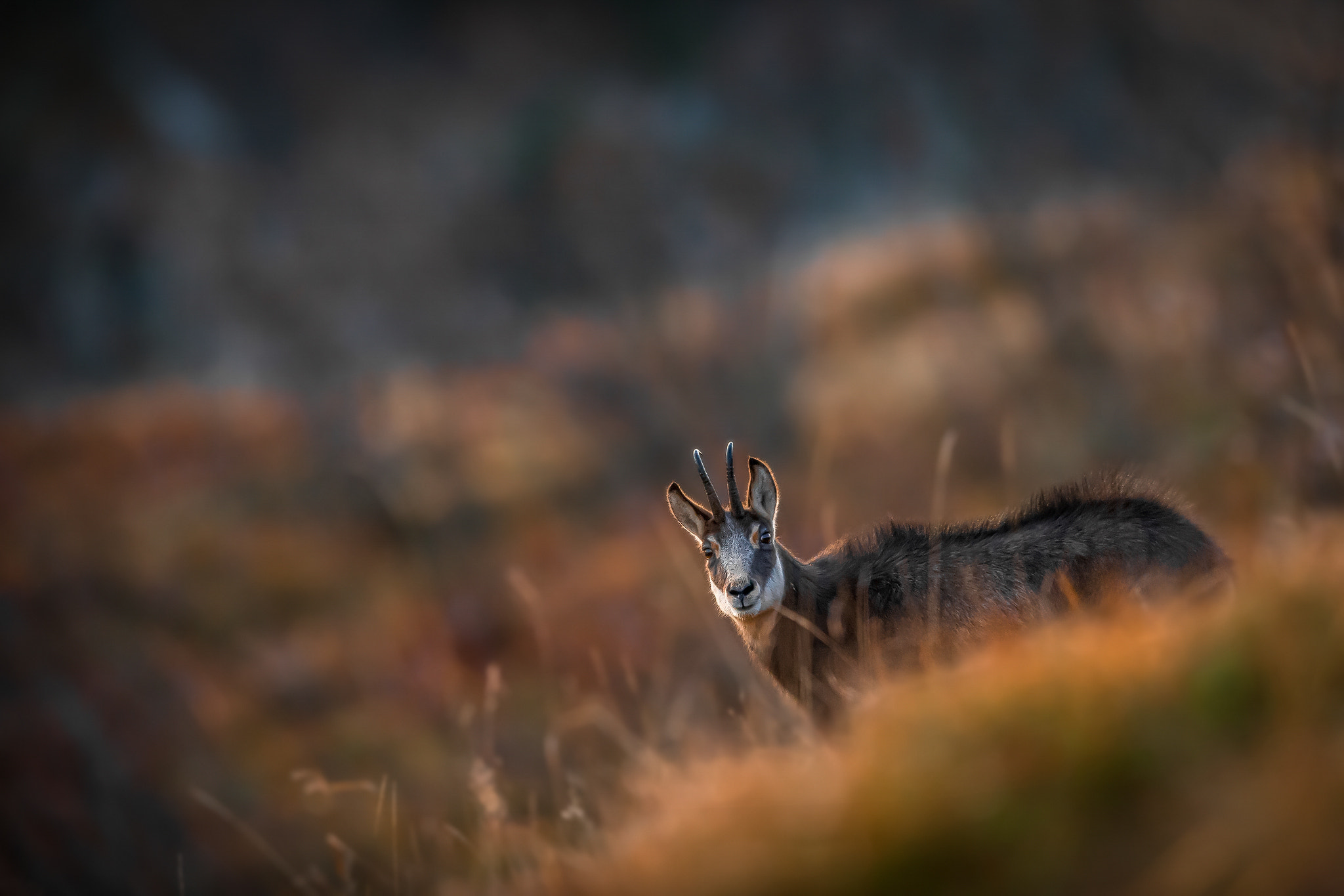 Canon EF 400mm F2.8L IS II USM sample photo. Deep view photography