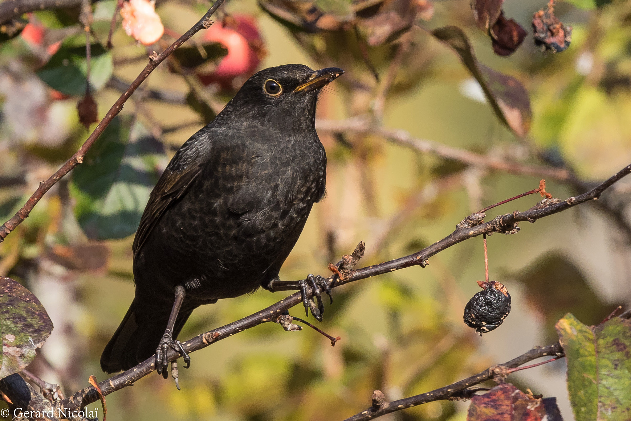 Canon EF 300mm F2.8L IS USM sample photo. Common blackbird photography