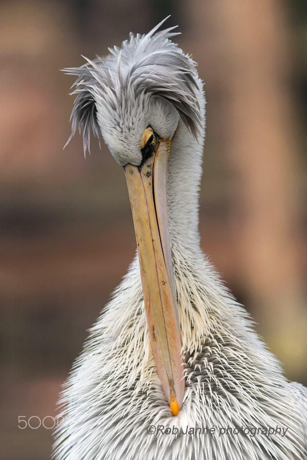 Nikon AF-S Nikkor 300mm F2.8G ED VR II sample photo. Idle photography