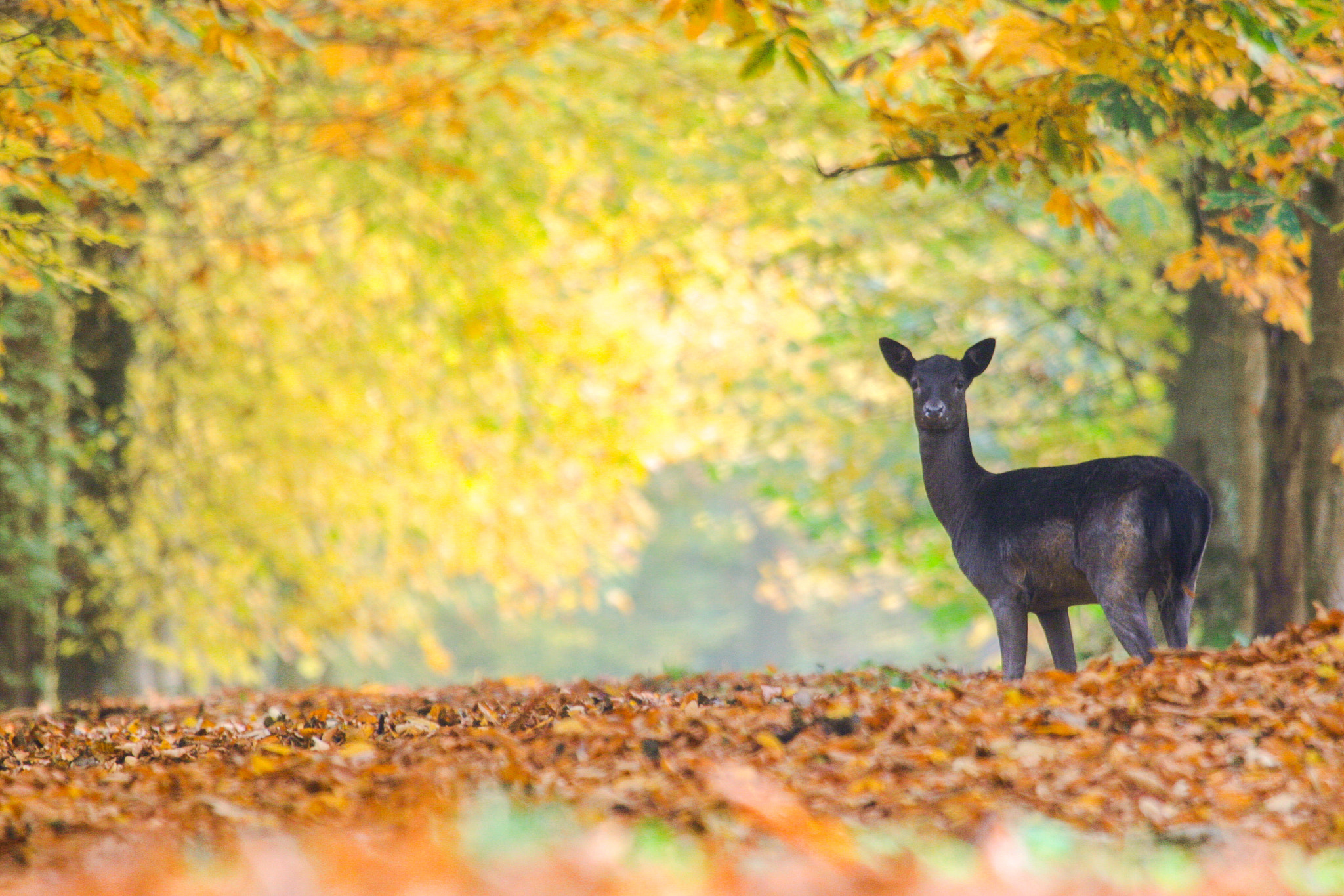 Canon EF 100-400mm F4.5-5.6L IS USM sample photo. Fallow deer photography