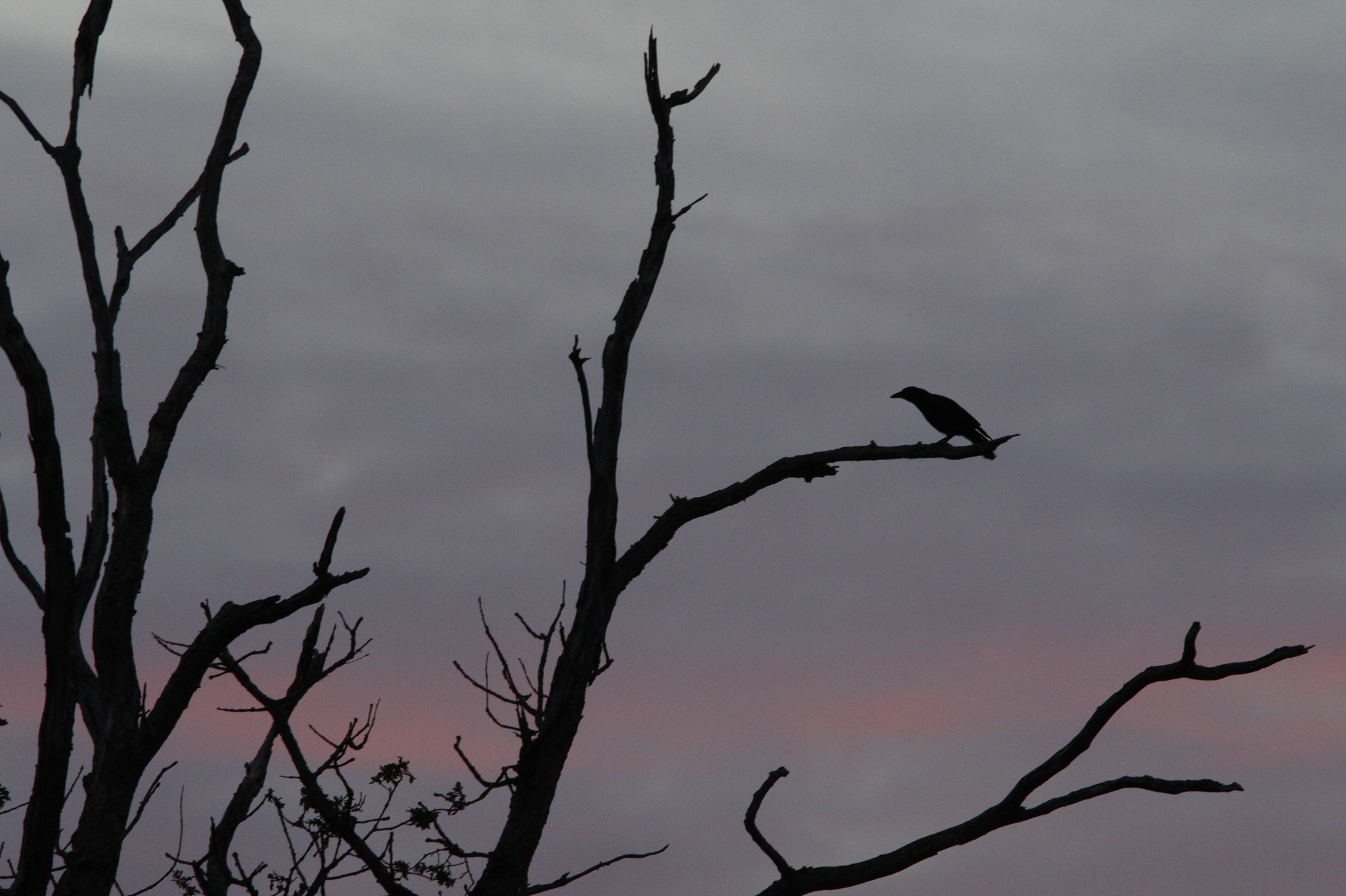 Sigma 150-600mm F5-6.3 DG OS HSM | C sample photo. Black bird photography