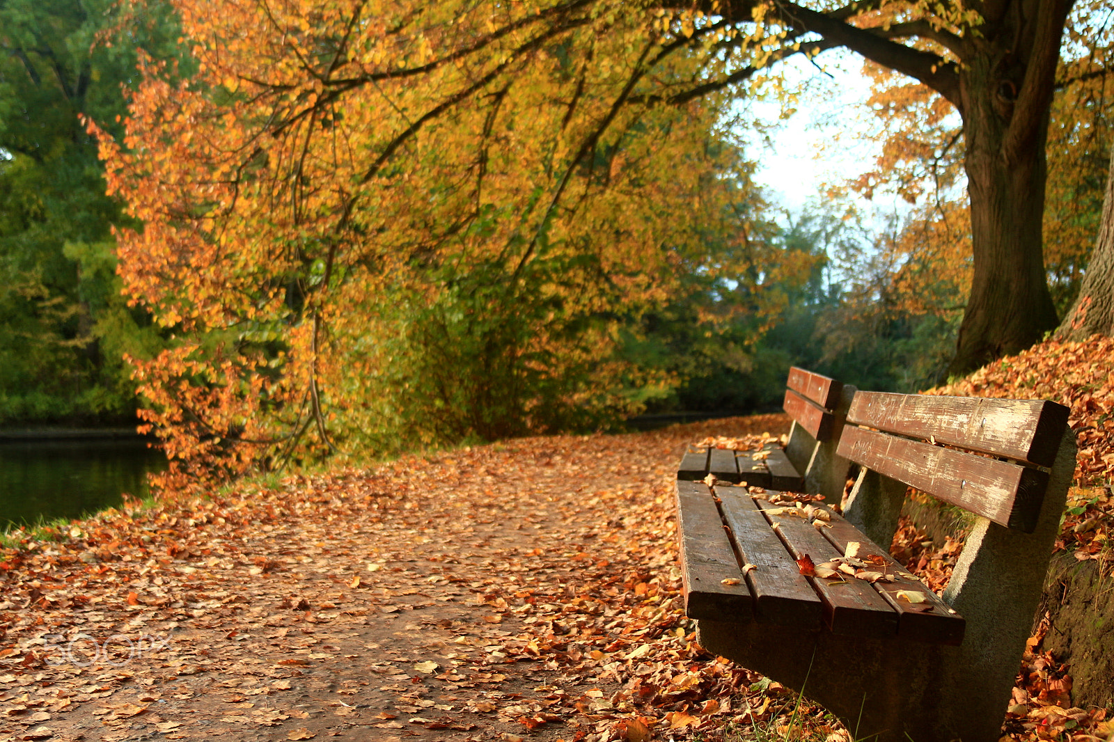 Canon EF 28-135mm F3.5-5.6 IS USM sample photo. Bench photography