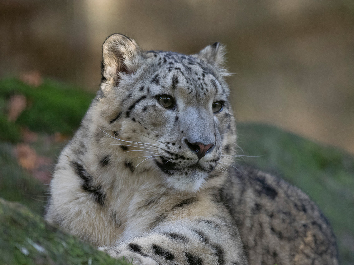 Olympus OM-D E-M1 + OLYMPUS M.300mm F4.0 sample photo. Snow leopard photography