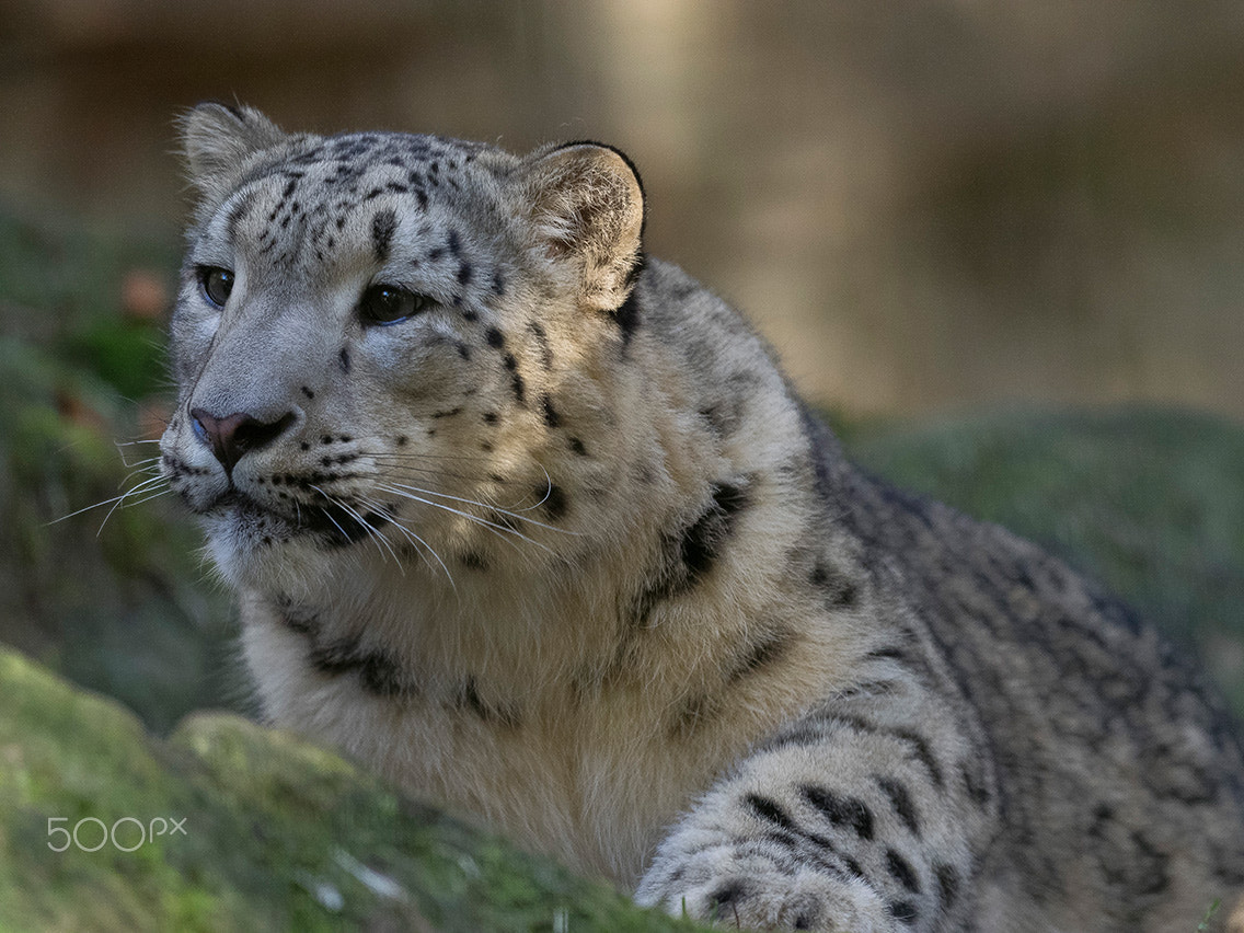 Olympus OM-D E-M1 + OLYMPUS M.300mm F4.0 sample photo. Snow leopard photography