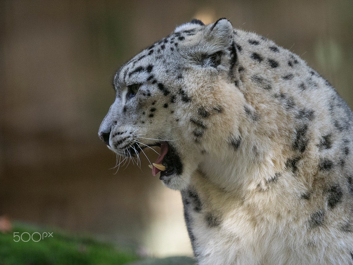 Olympus OM-D E-M1 + OLYMPUS M.300mm F4.0 sample photo. Snow leopard photography