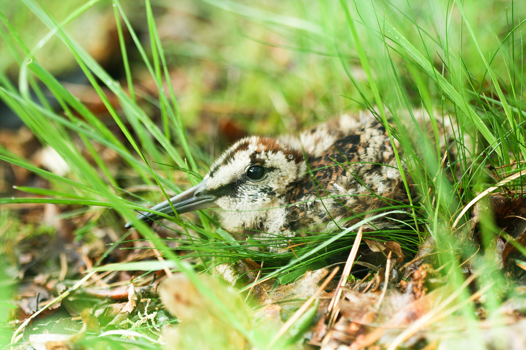Canon EF 100mm F2.8 Macro USM sample photo. Young eurasian woodcock photography