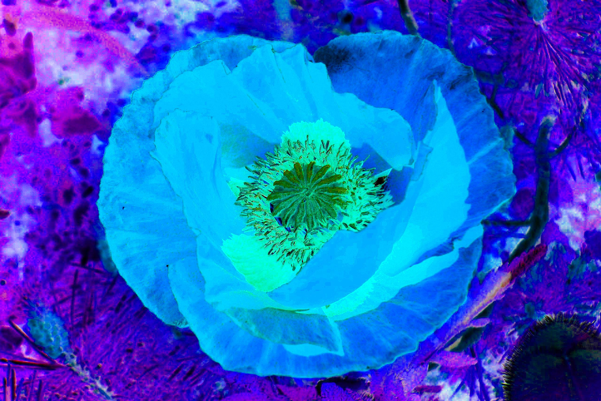 Panasonic DMC-FX7 sample photo. Mohn - poppy photography