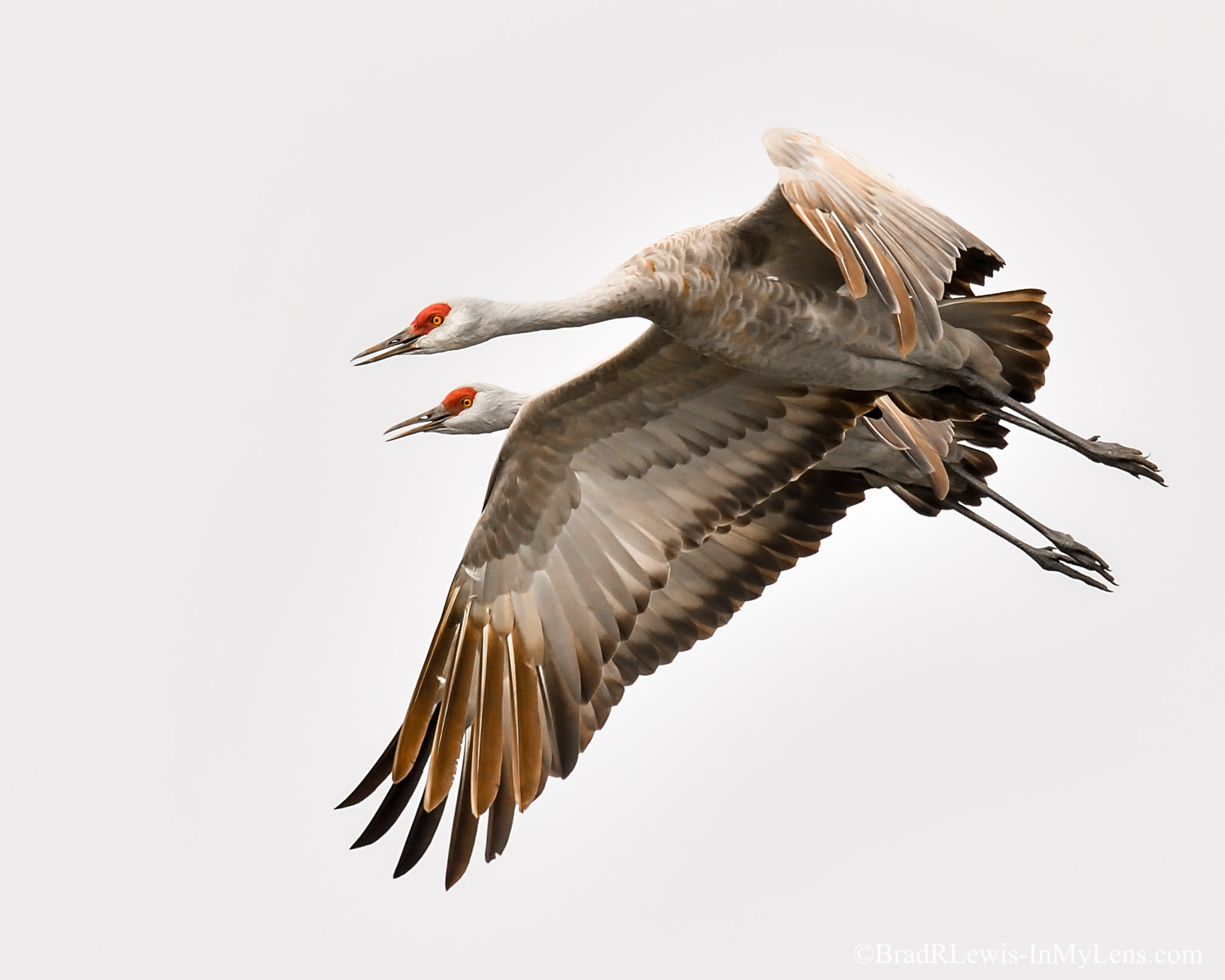 Nikon D5 sample photo. Sandhill cranes in flight photography