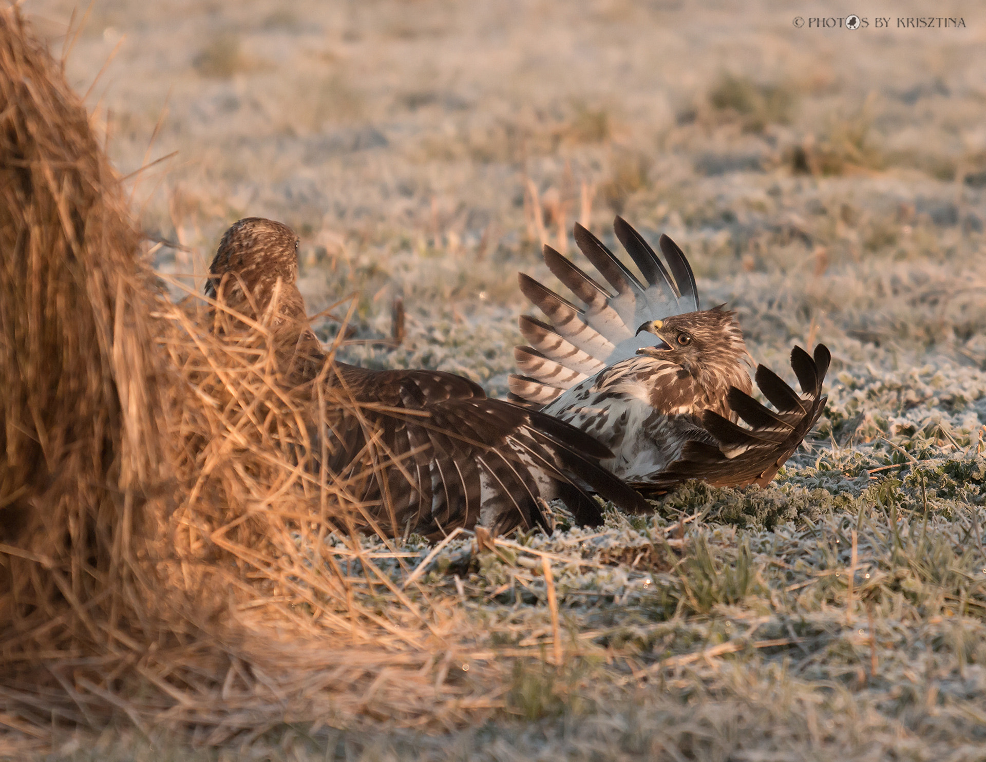 Sigma 50-500mm f/4-6.3 APO HSM EX sample photo. Defeated photography
