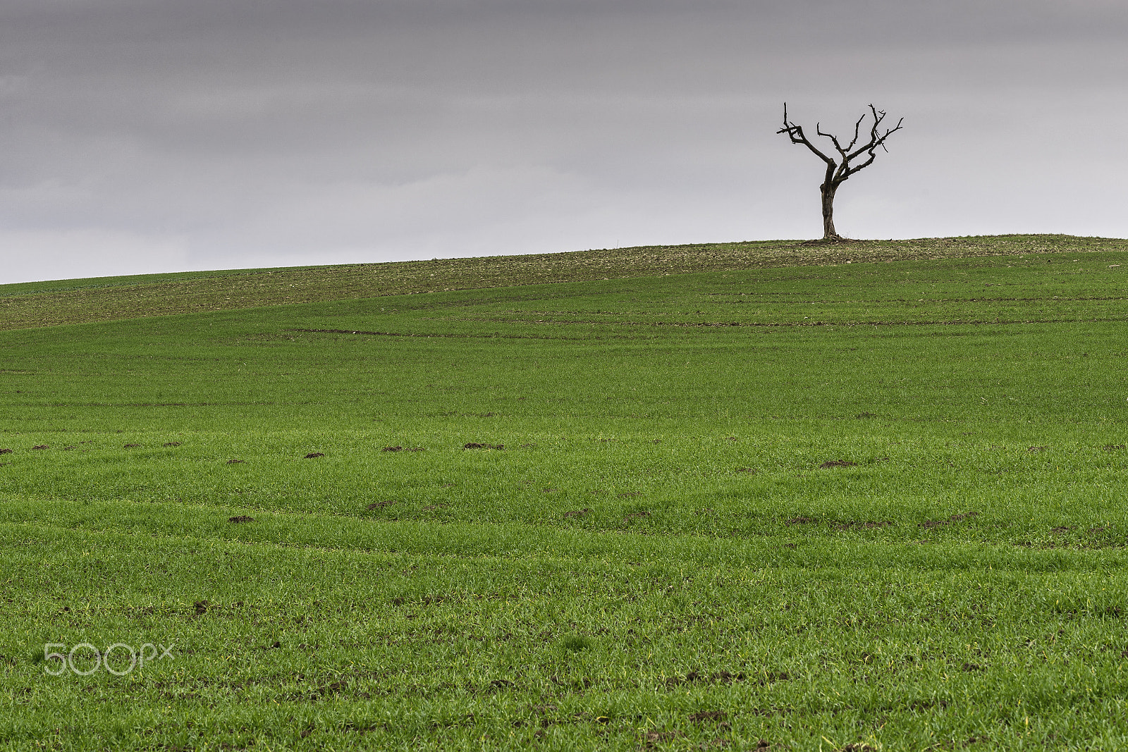 Sony a7 II + Tamron SP 70-300mm F4-5.6 Di USD sample photo. Loneliness photography