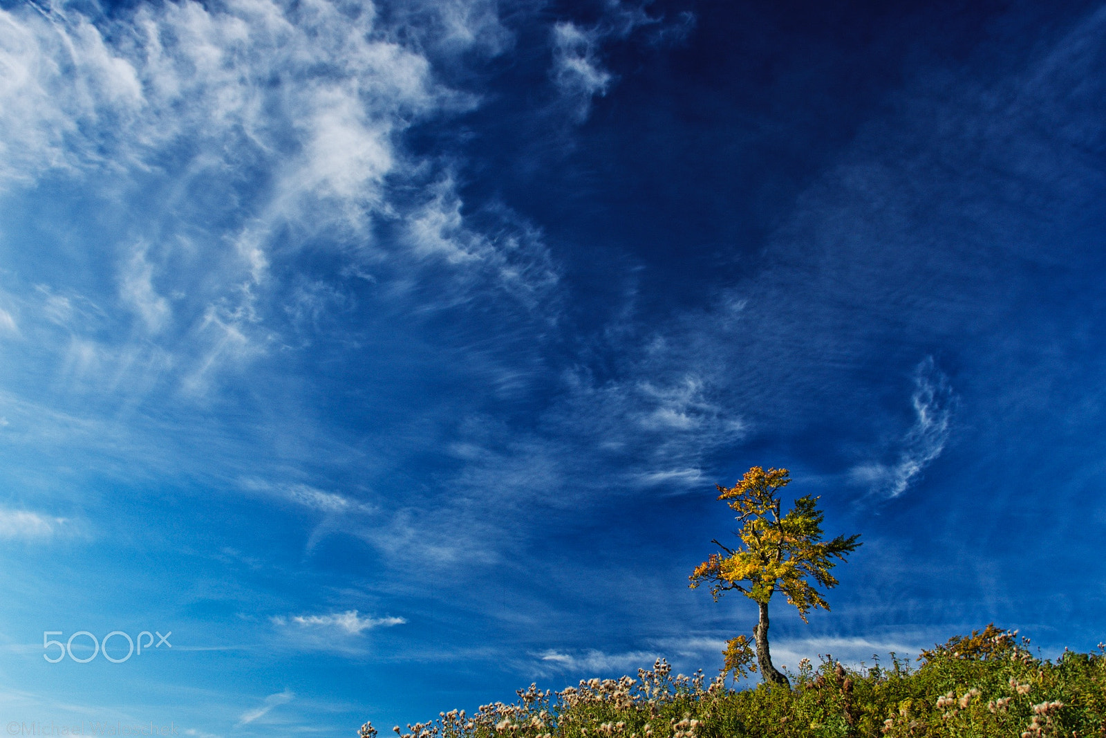 HD Pentax DA 15mm F4 ED AL Limited sample photo. Autumn tree photography