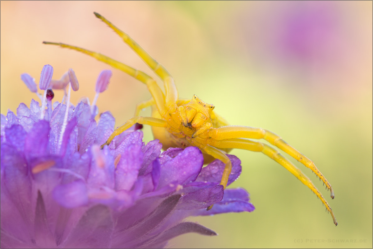 Sigma 150mm f/2.8 EX DG OS HSM APO Macro sample photo. Thomisus onustus photography