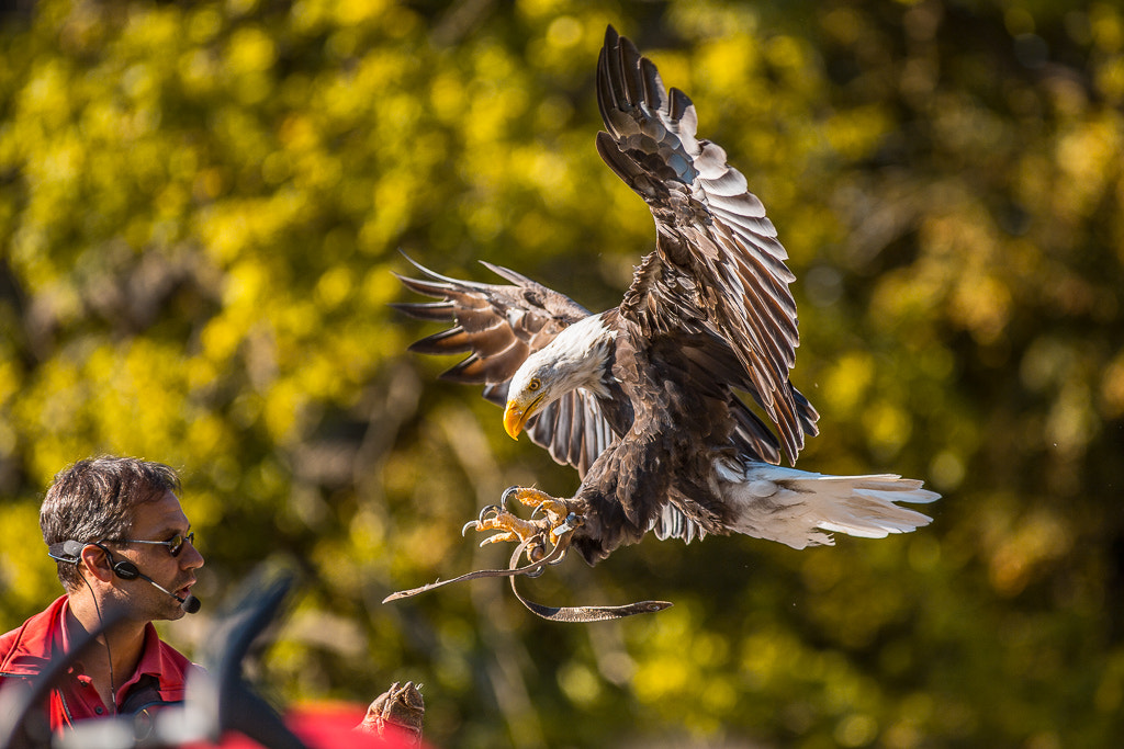 Canon EOS 6D + Canon EF 300mm F4L IS USM sample photo